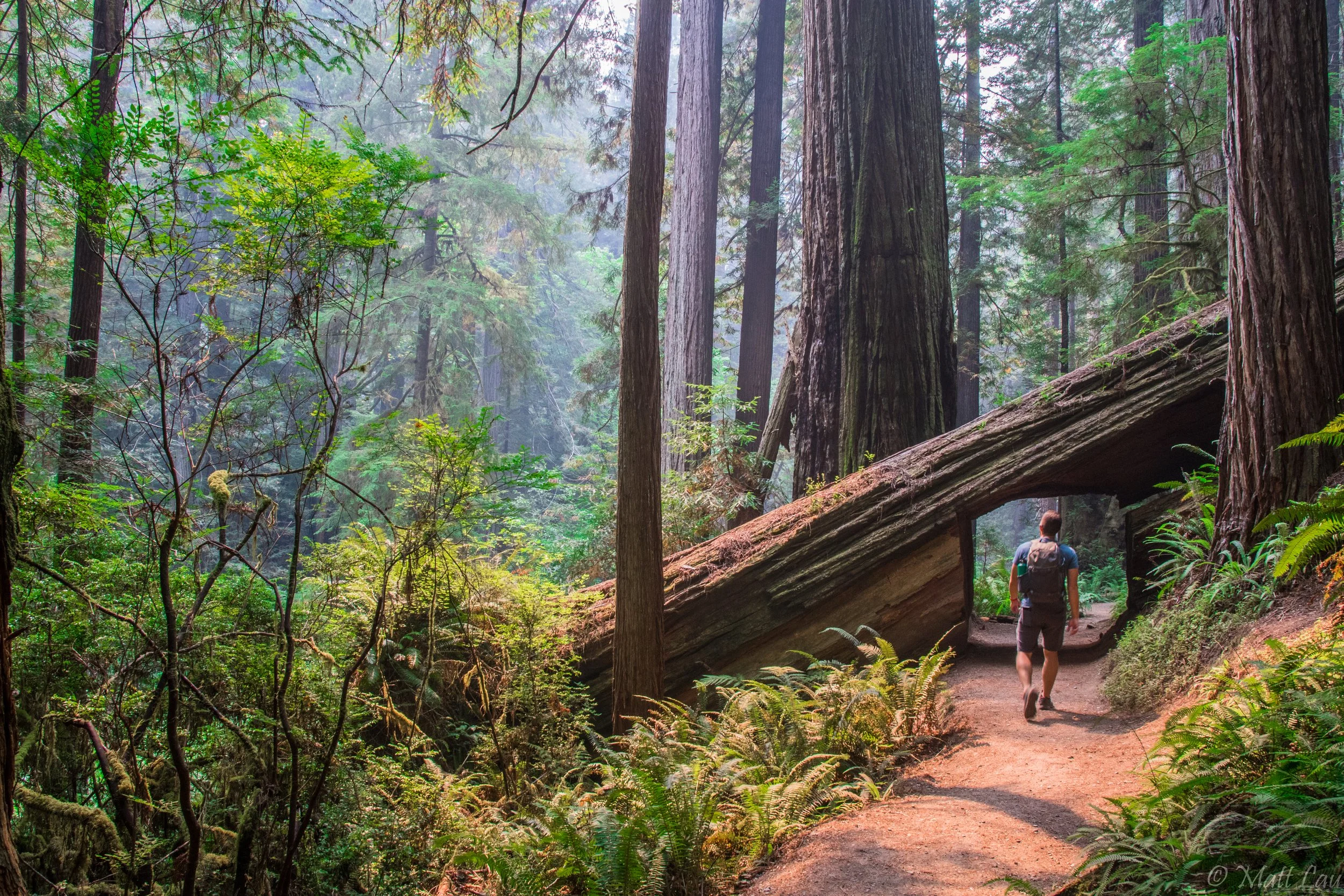 Hiking the Smokey Redwoods.jpg