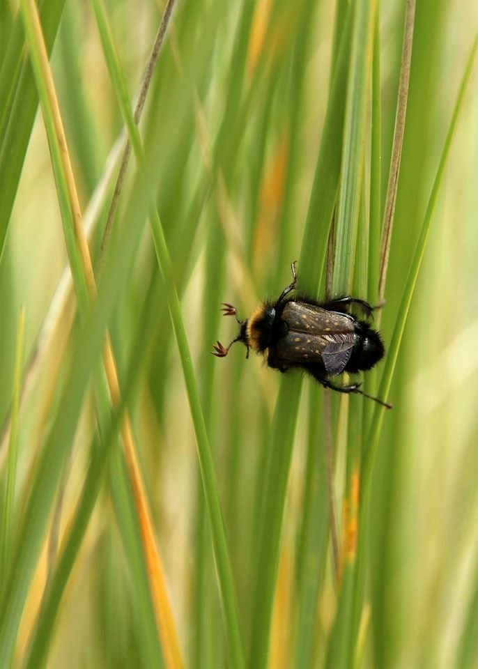 Bumblebee mimic.jpg