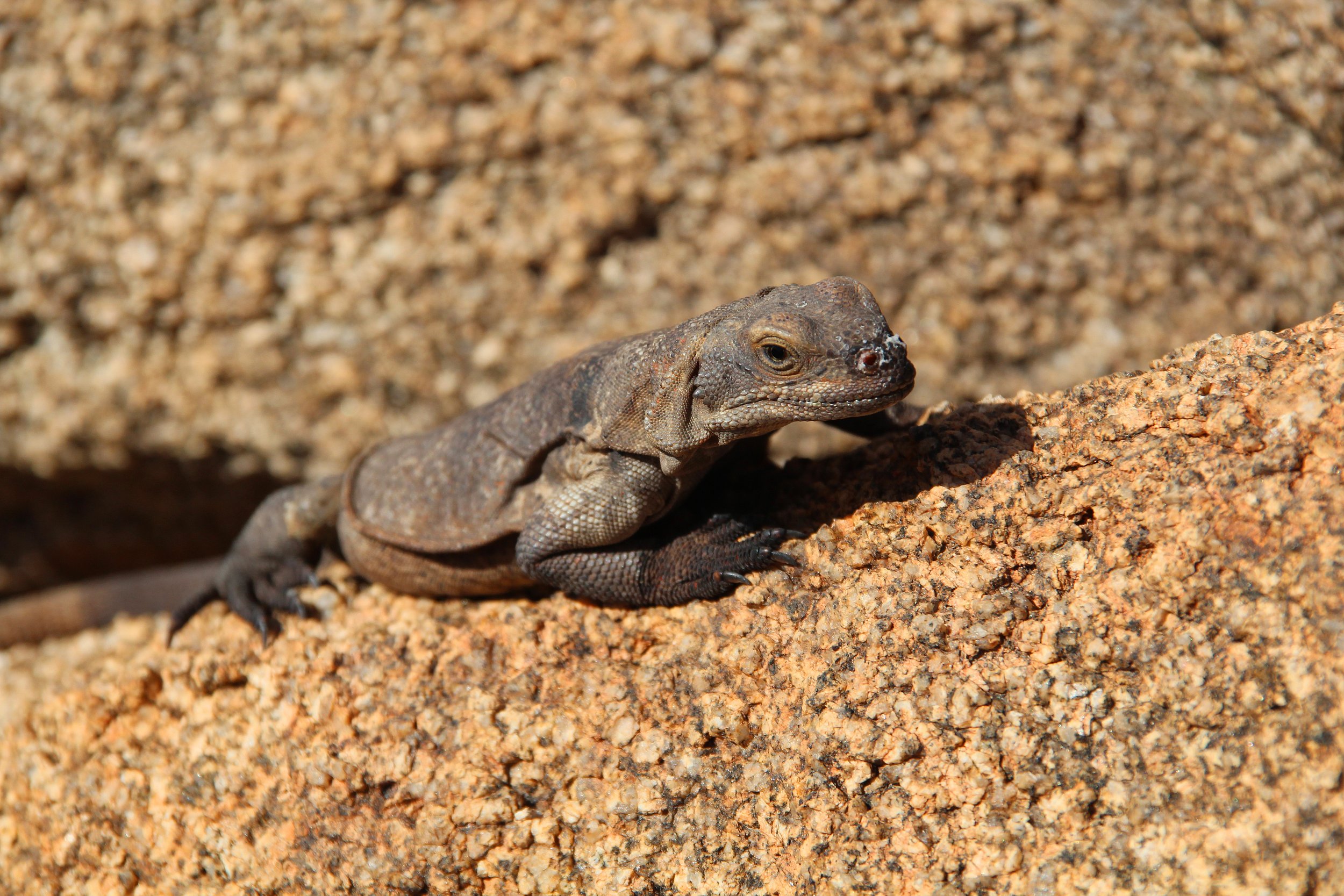 Chuckwalla, Joshua Tree NP.jpg