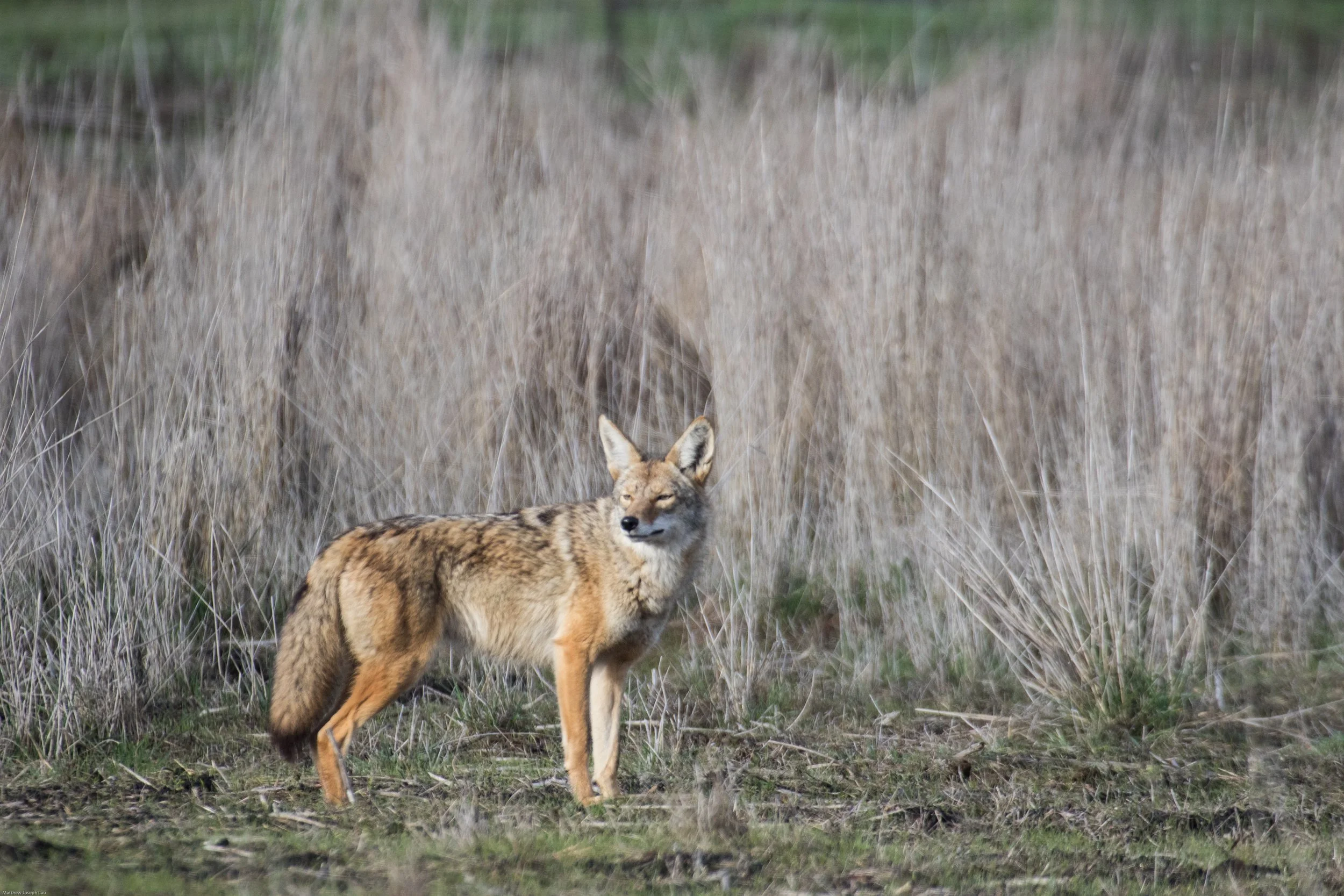 Coyote (1 of 1)-2.jpg