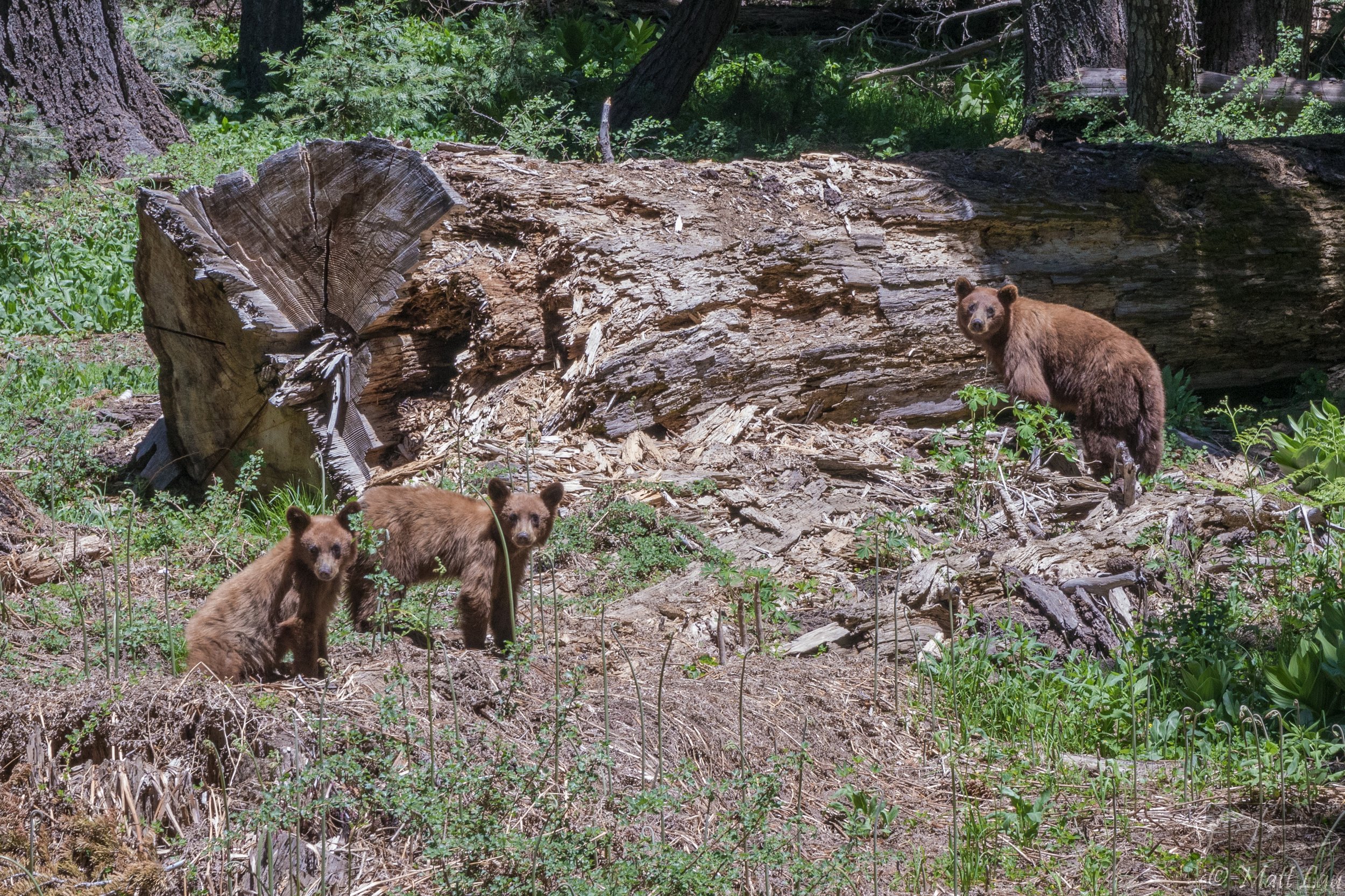 Yosemite bears.jpg