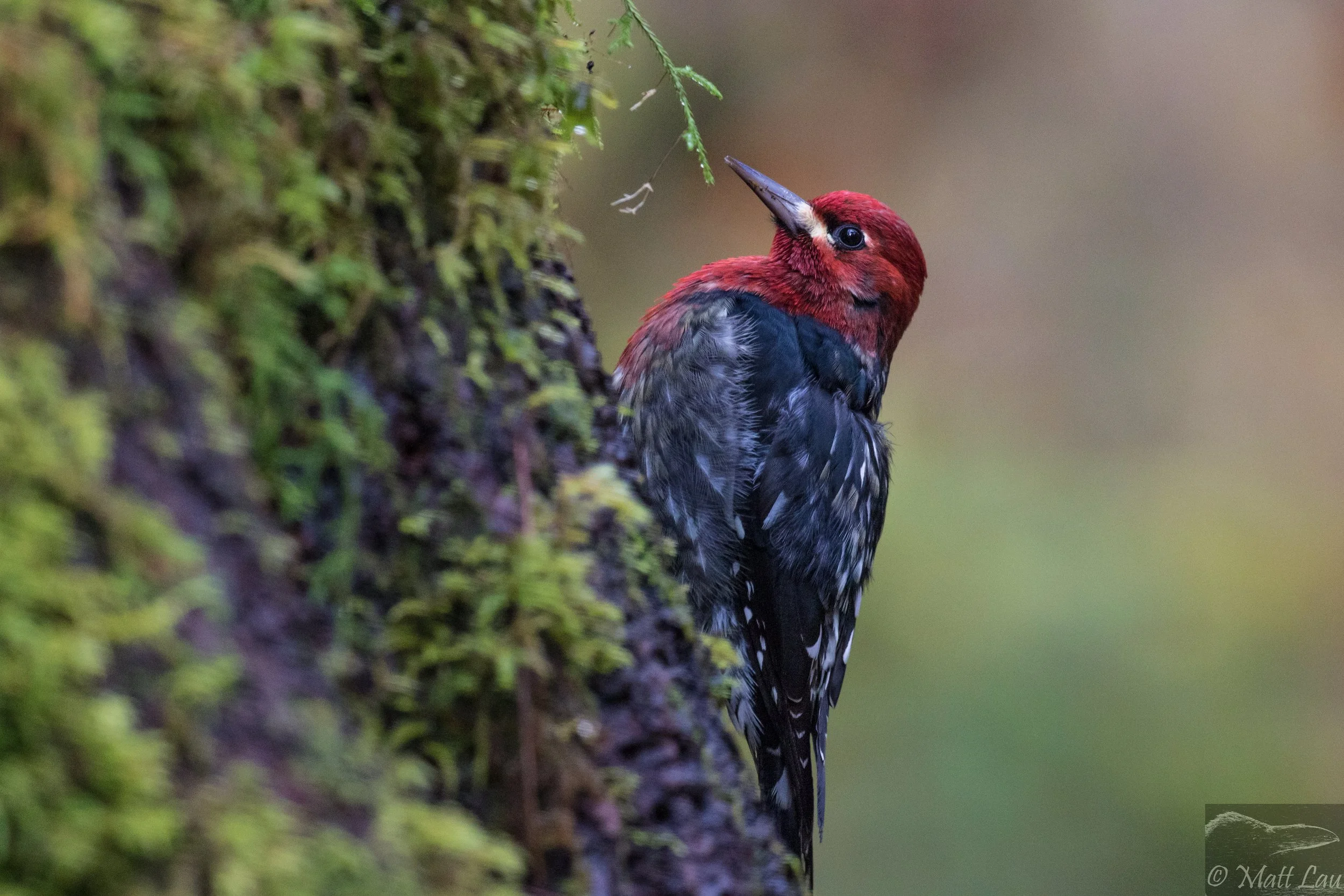 Red-breasted Sapsucker - Olympic NP.jpg