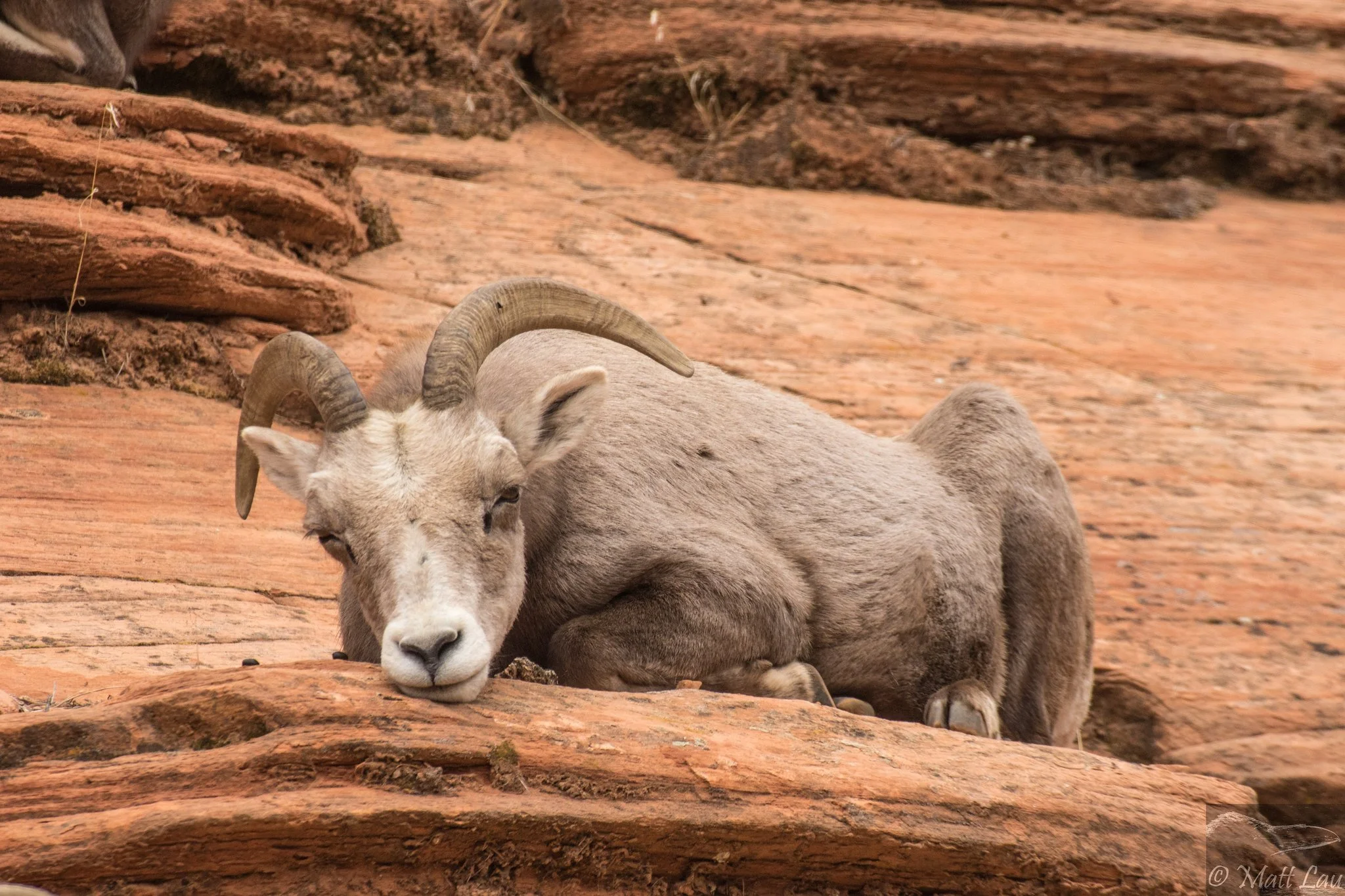 Sleepy bighorn-X4.jpg
