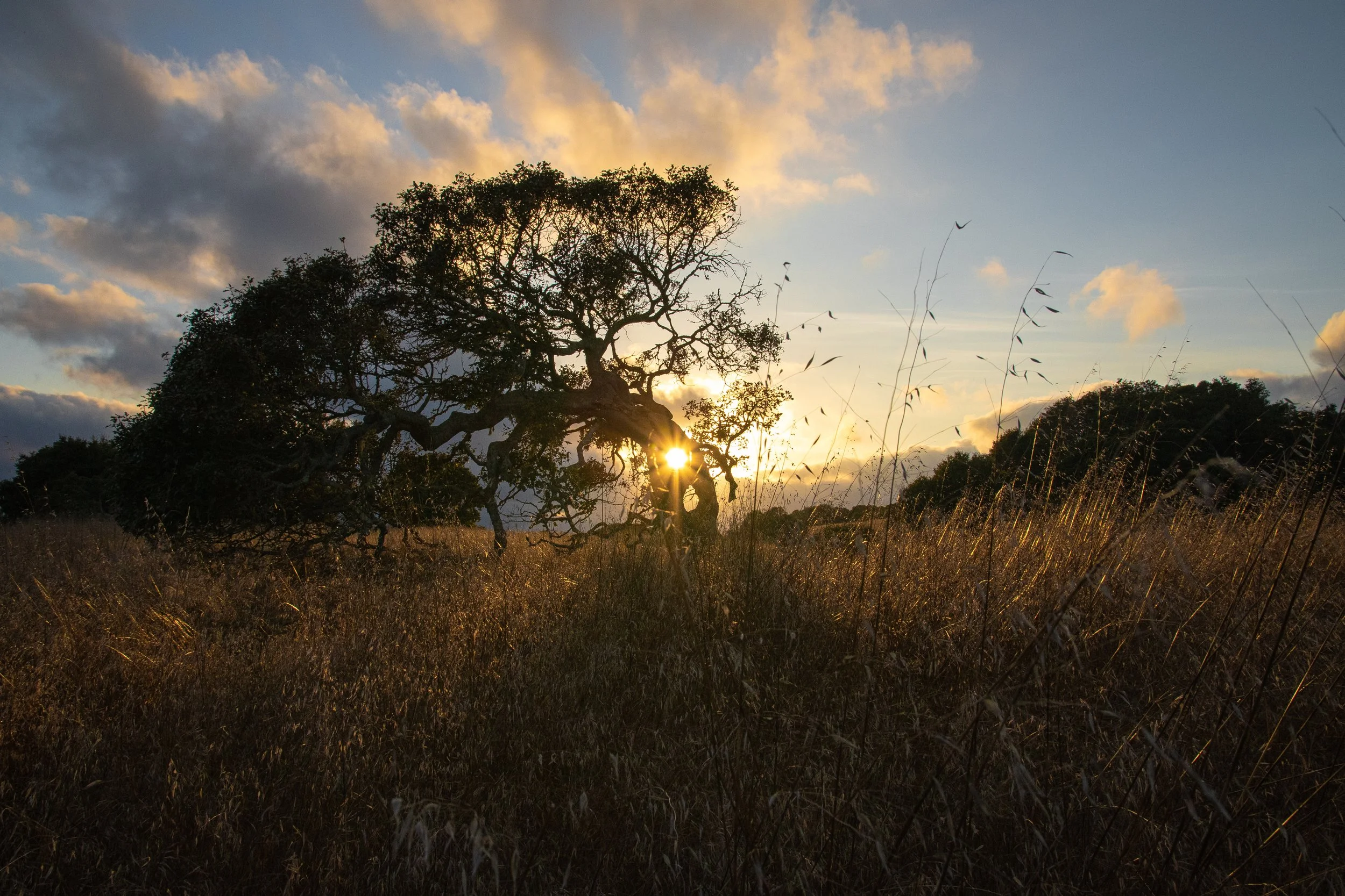 OakTreeSunset (1 of 1)-3.jpg