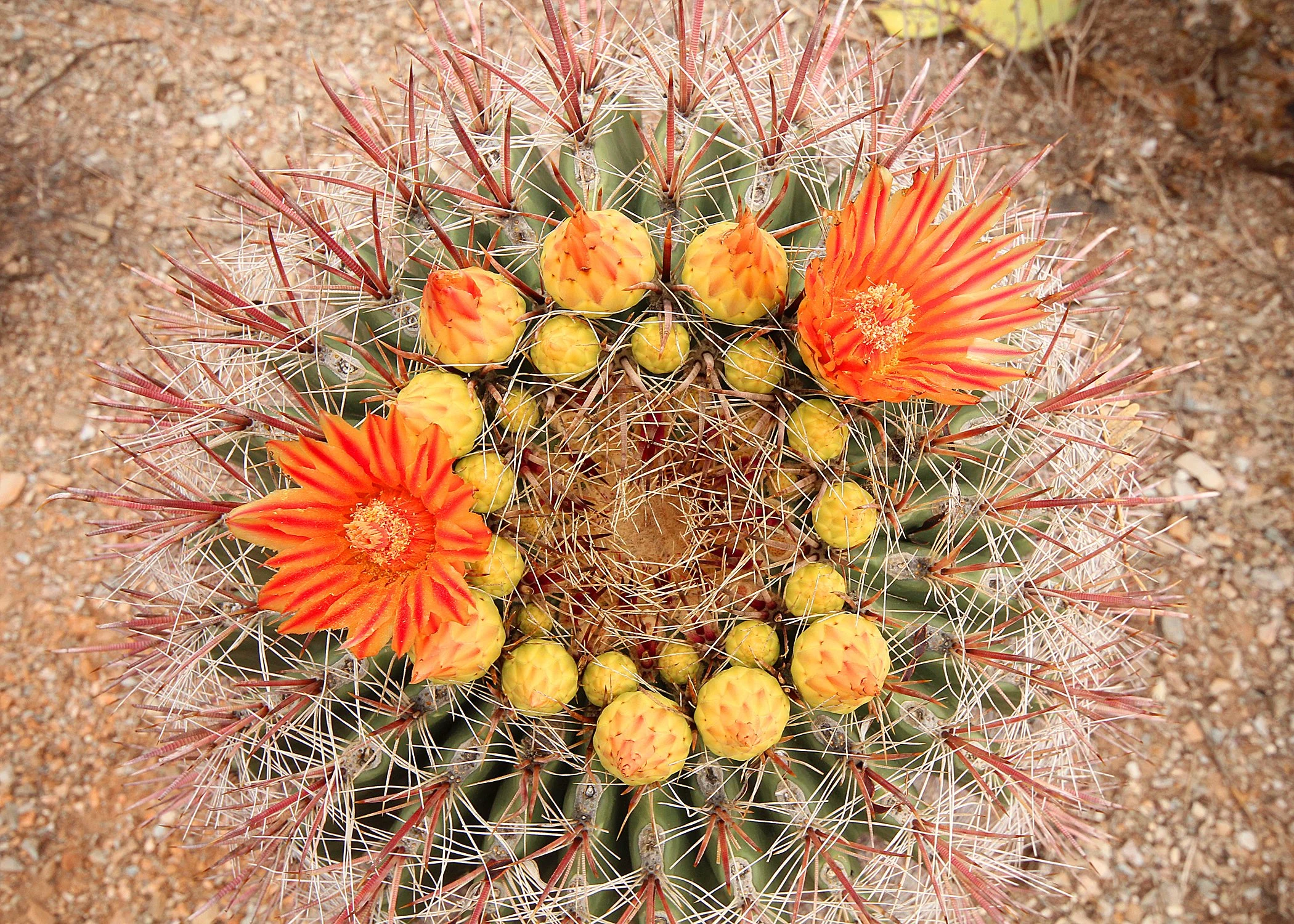 Barrel Cactus, Saguaro NP.jpg