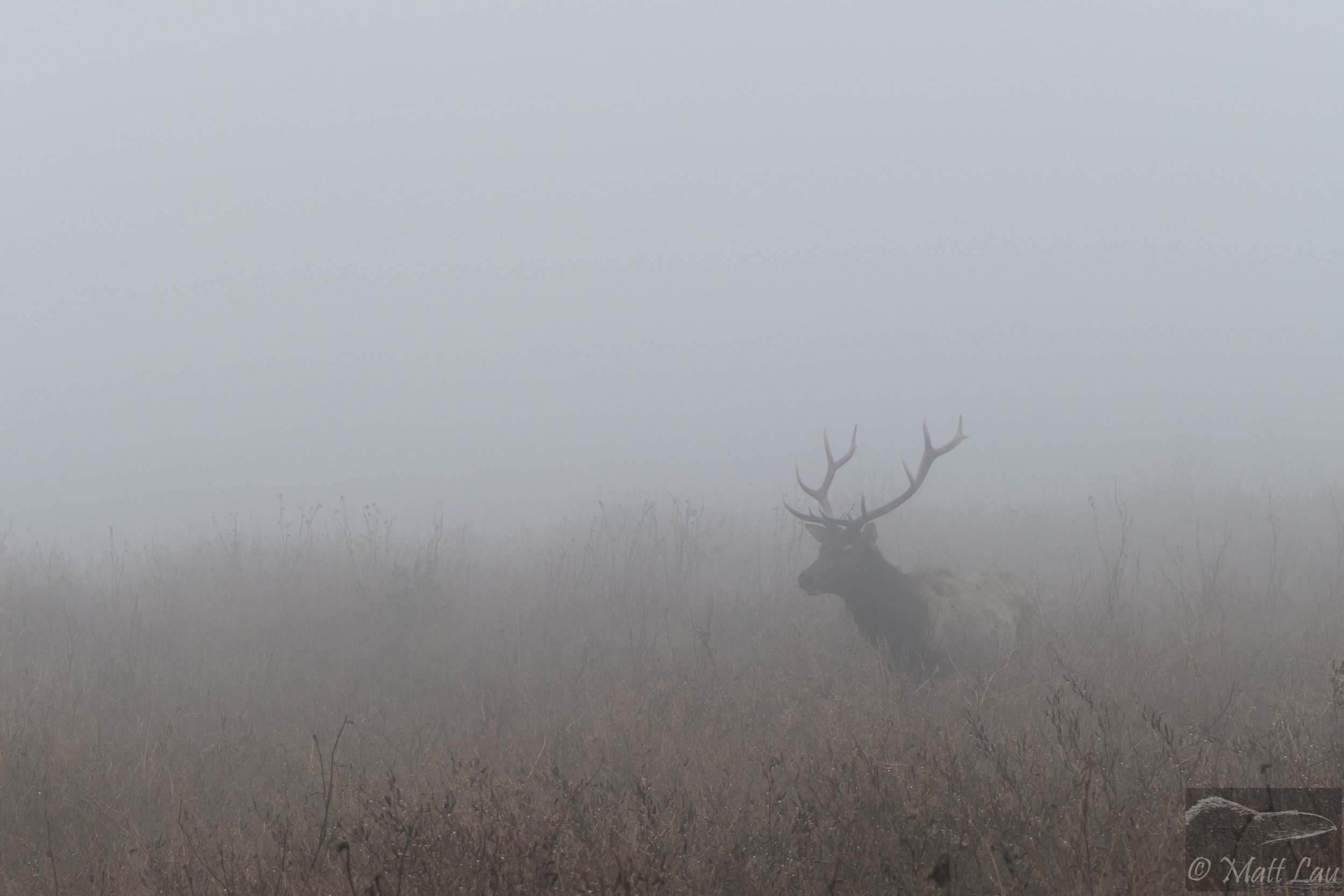 Elk in the mist - PRNS.jpg