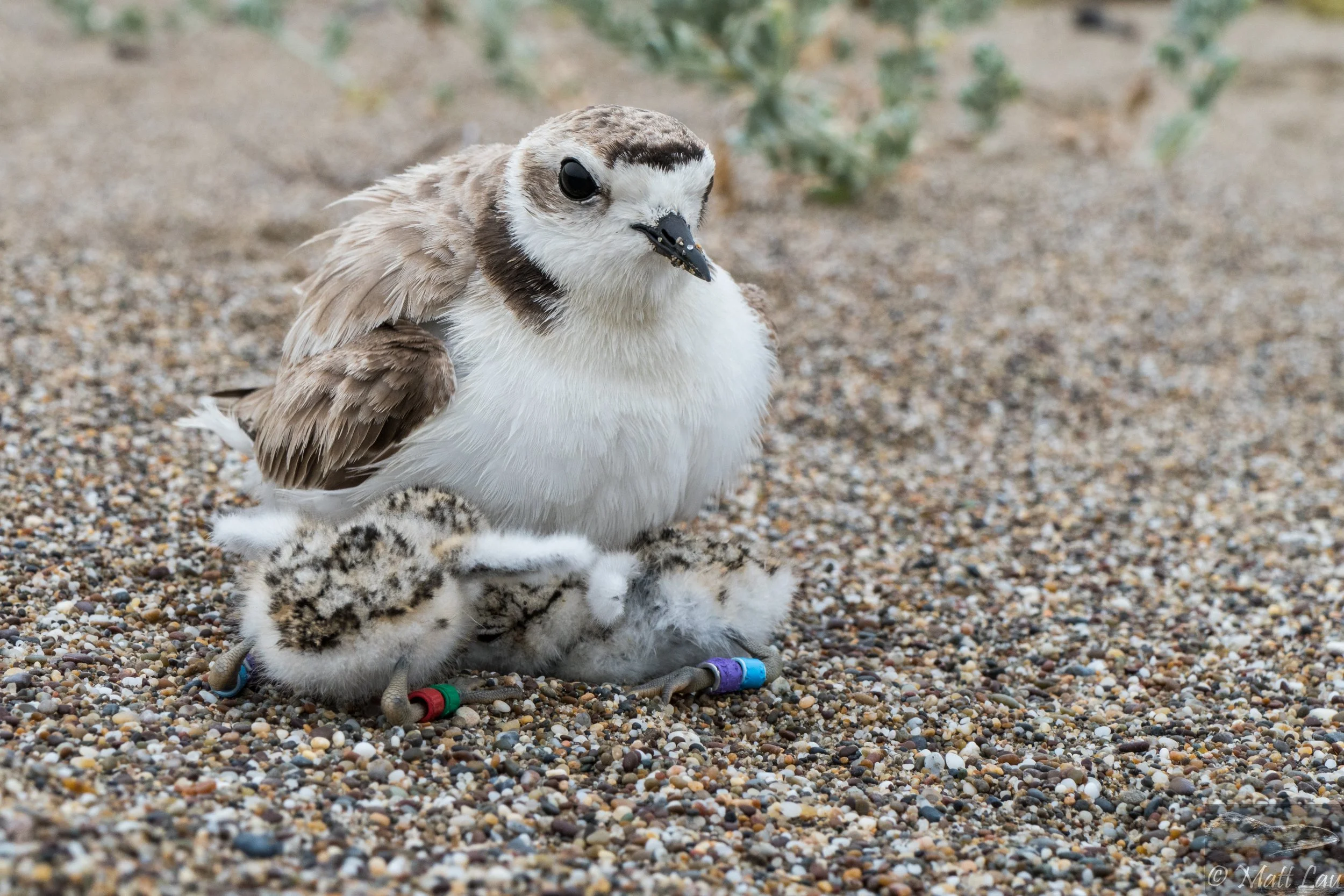 Brooding plover - PRNS.jpg