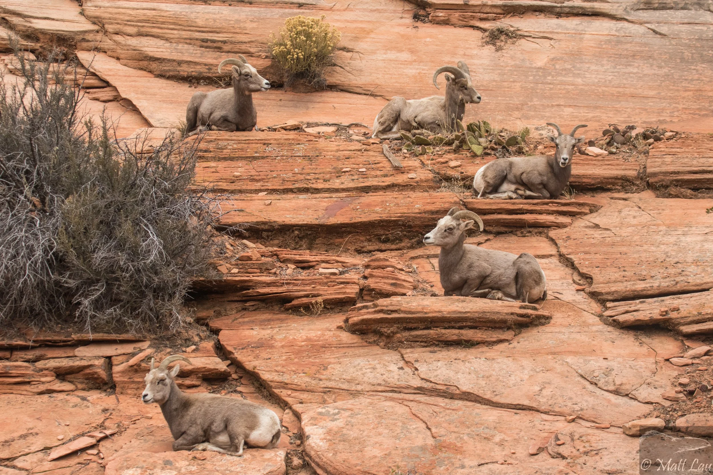 Bighorn sheep circle.jpg