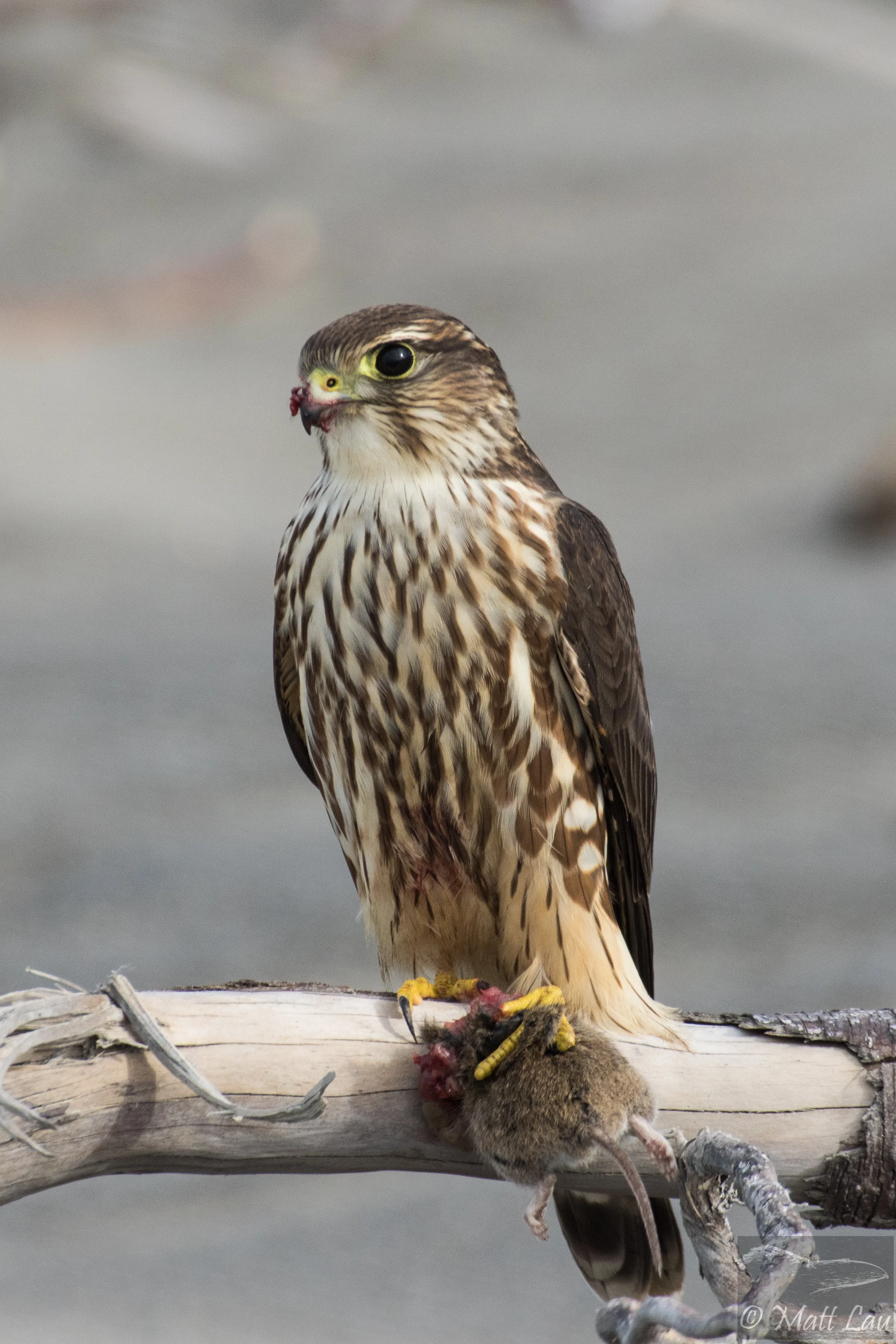 Merlin - McNutt Gulch.JPG