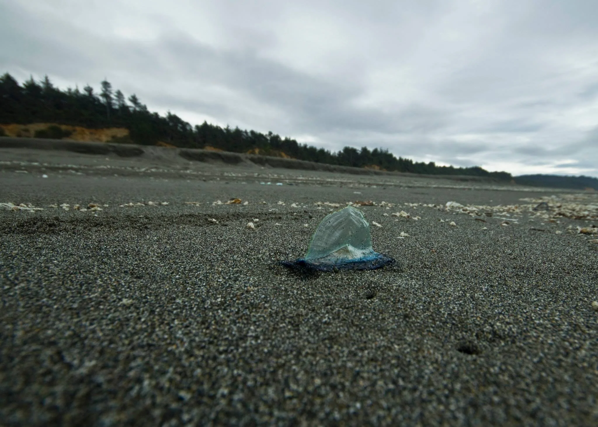 Beached Velella.jpg