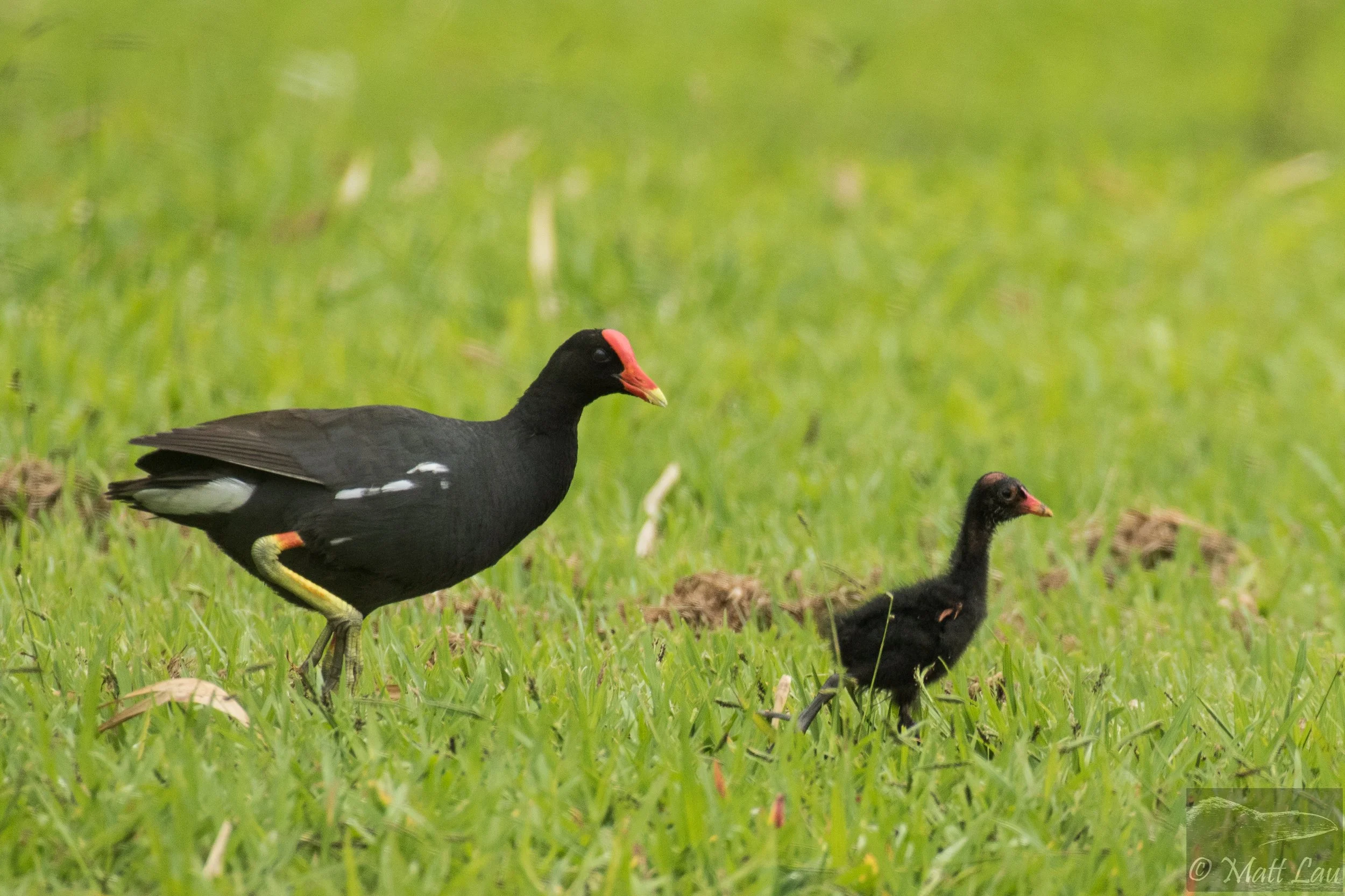 Hawaiian Moorhen and chick - Kauai.jpg
