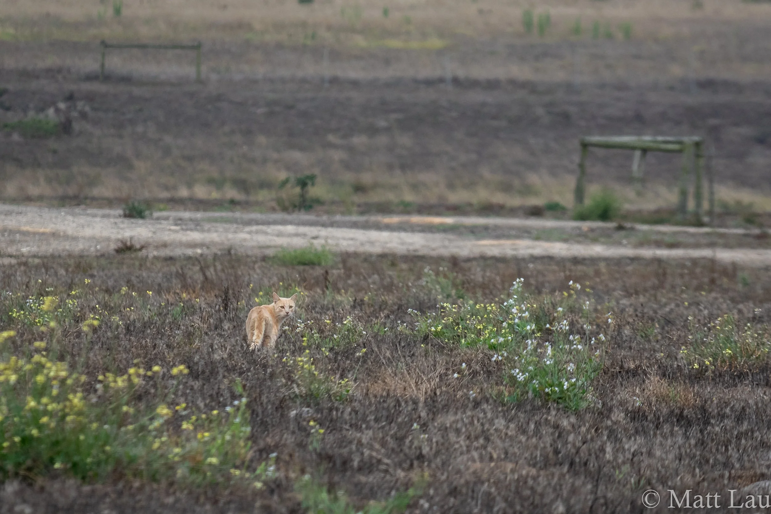 Feral pasture cat (1 of 1).jpg
