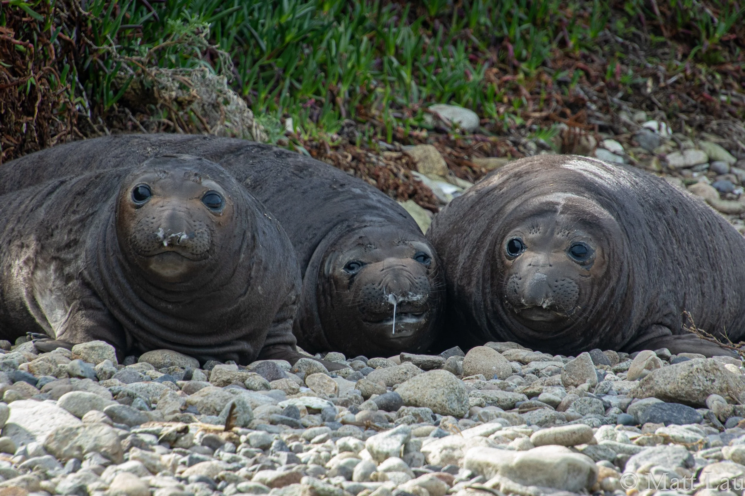 Weaners (1 of 1).jpg
