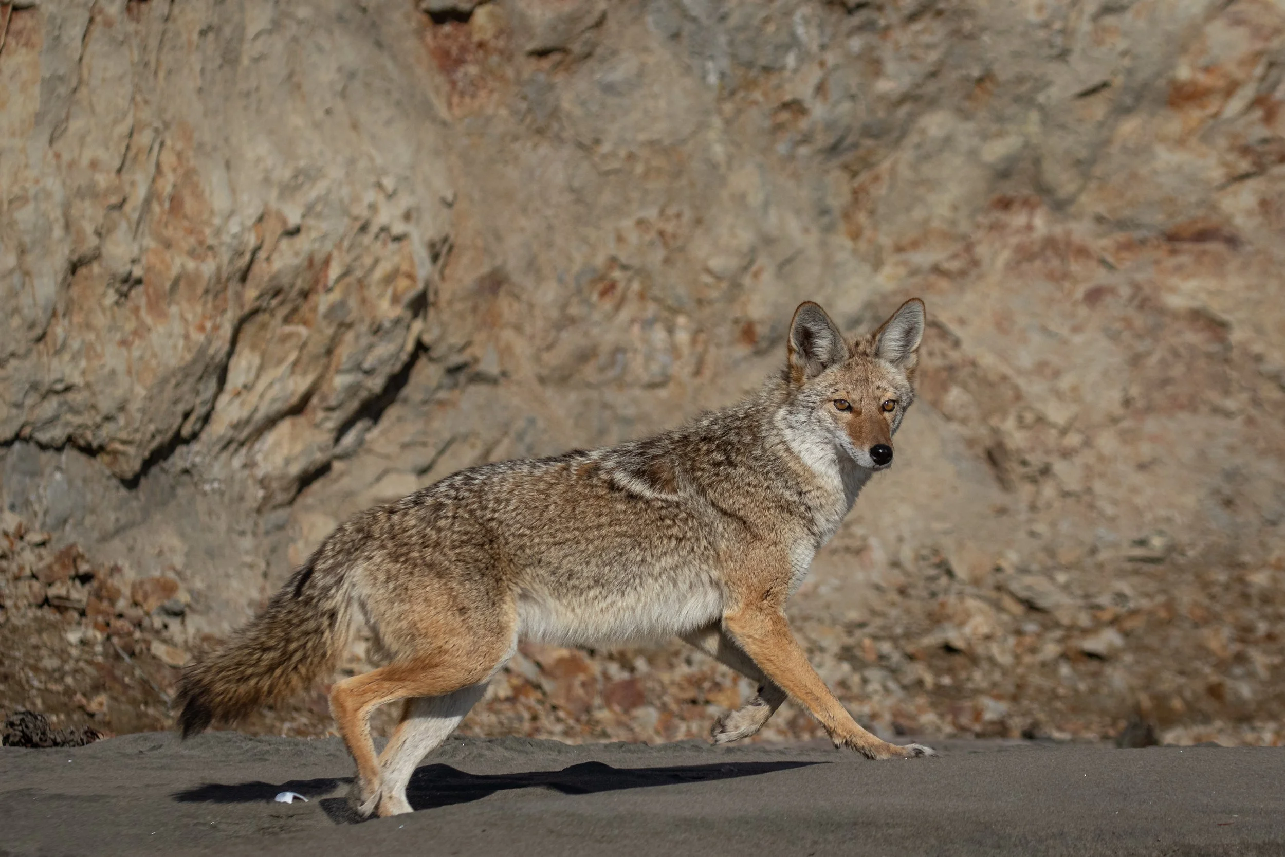 Coyote (1 of 1).jpg