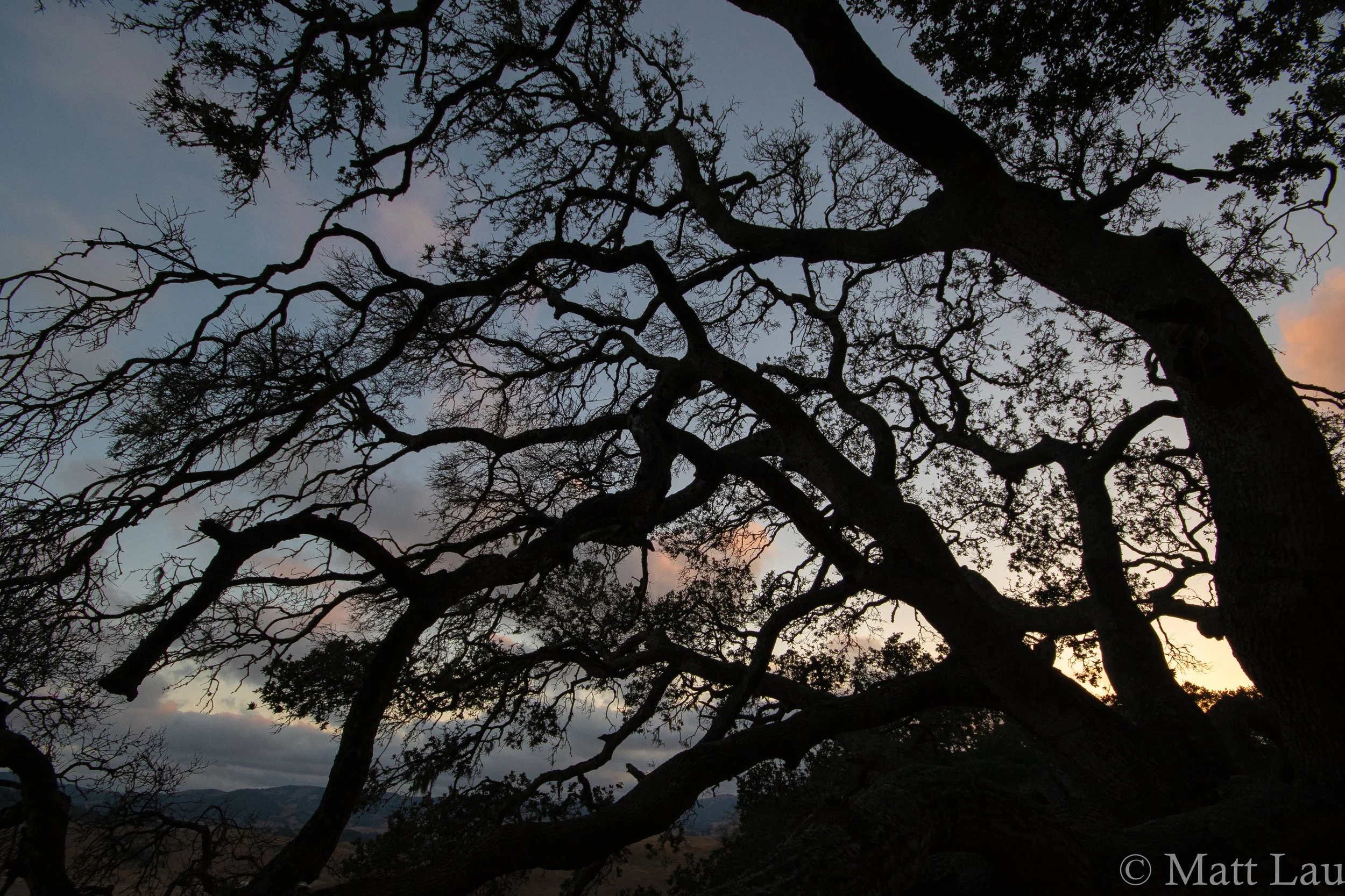 OakTreeSunset (1 of 1)-2.jpg