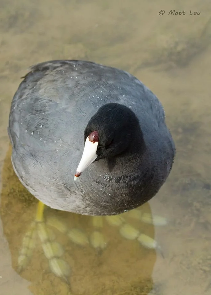 American Coot - Las Vegas.jpg