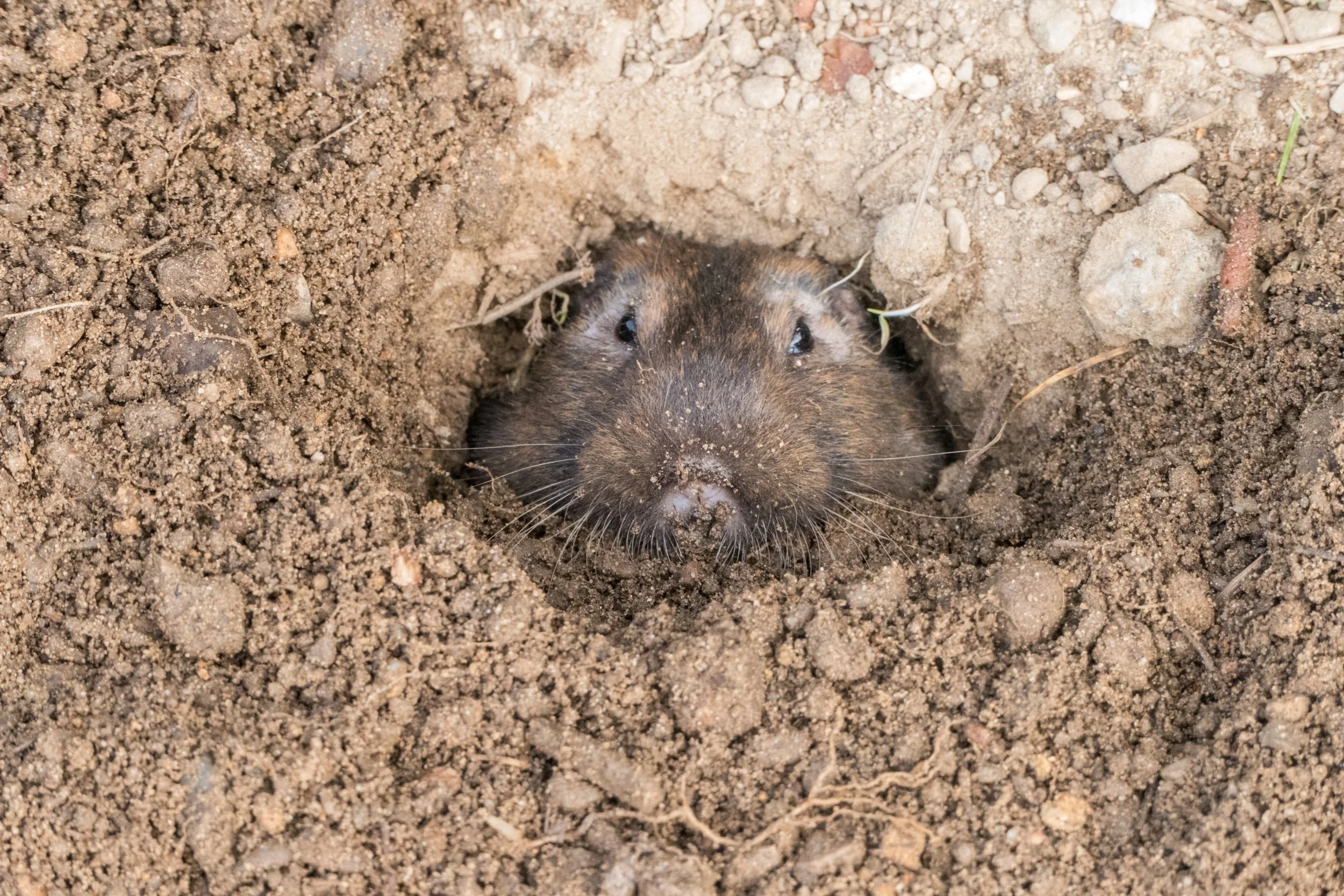 Gopher.jpg