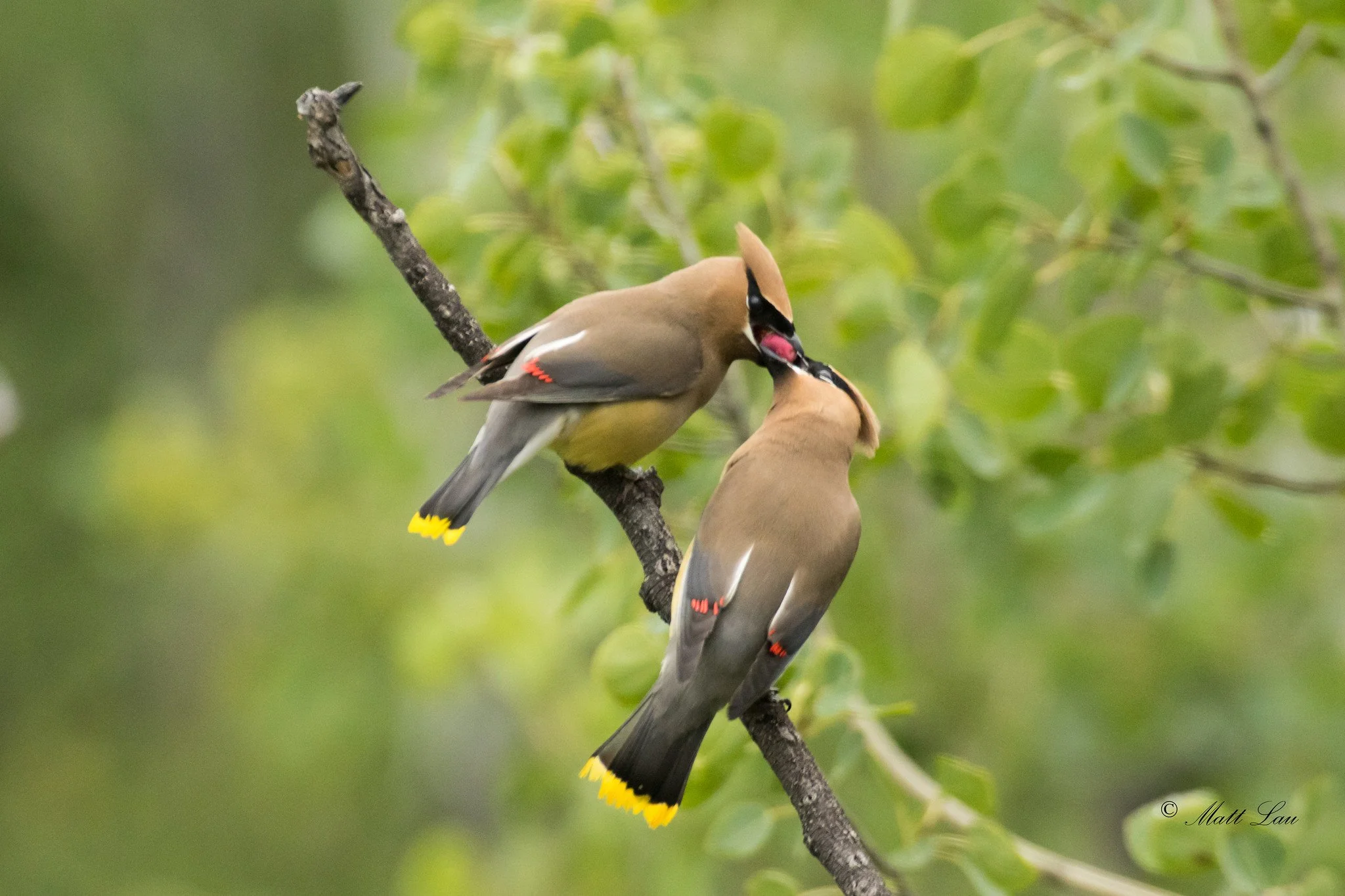 Cedar Waxwings - Teton NP-X4.jpg