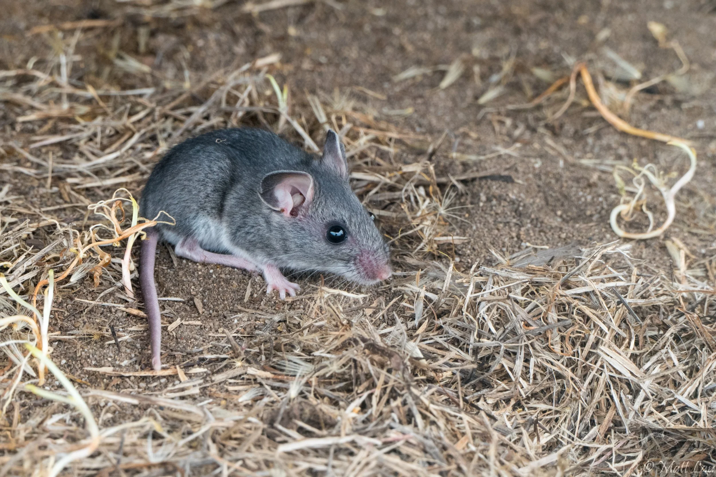 Peromyscus.jpg