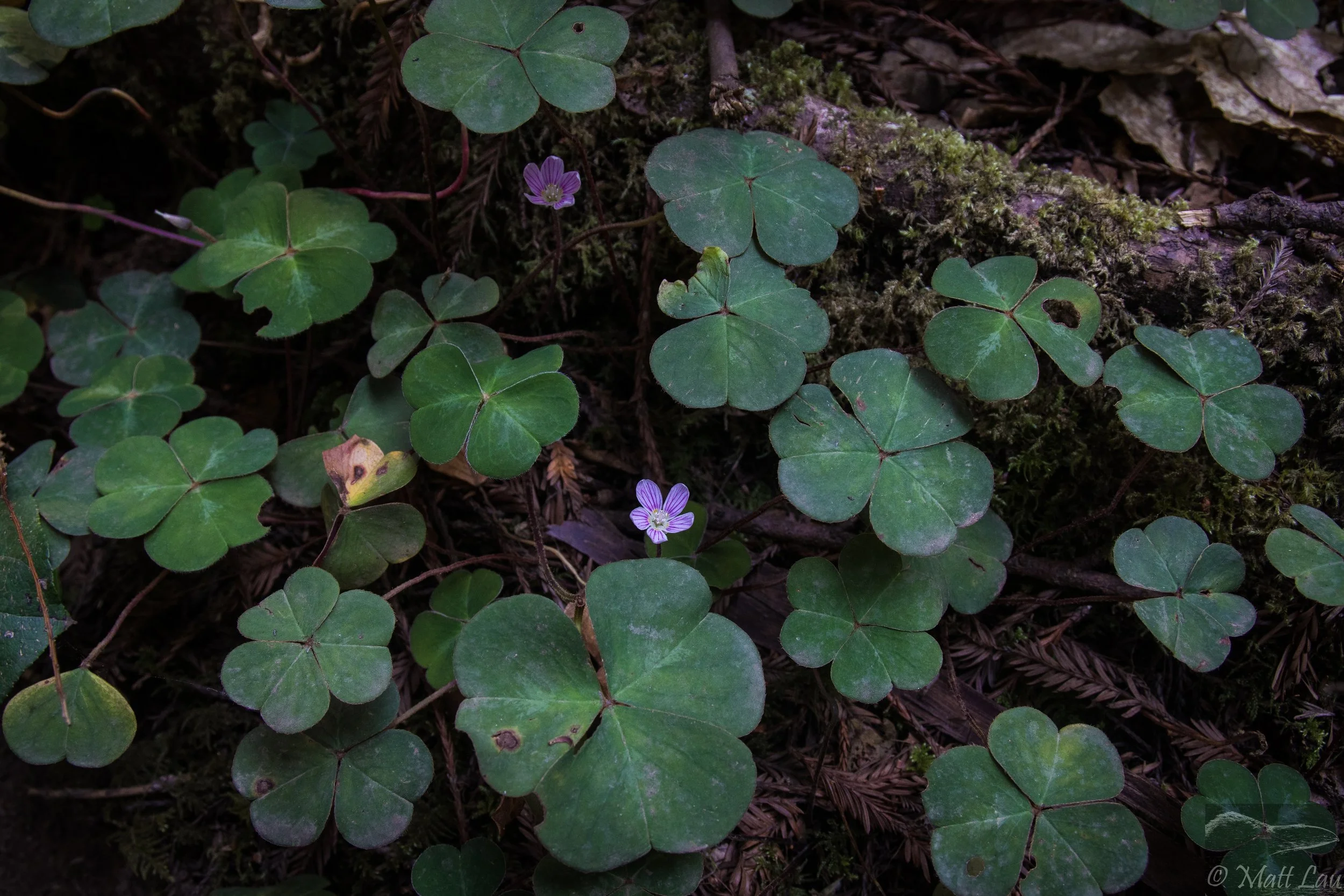 Oxalis flowers (1 of 1).jpg