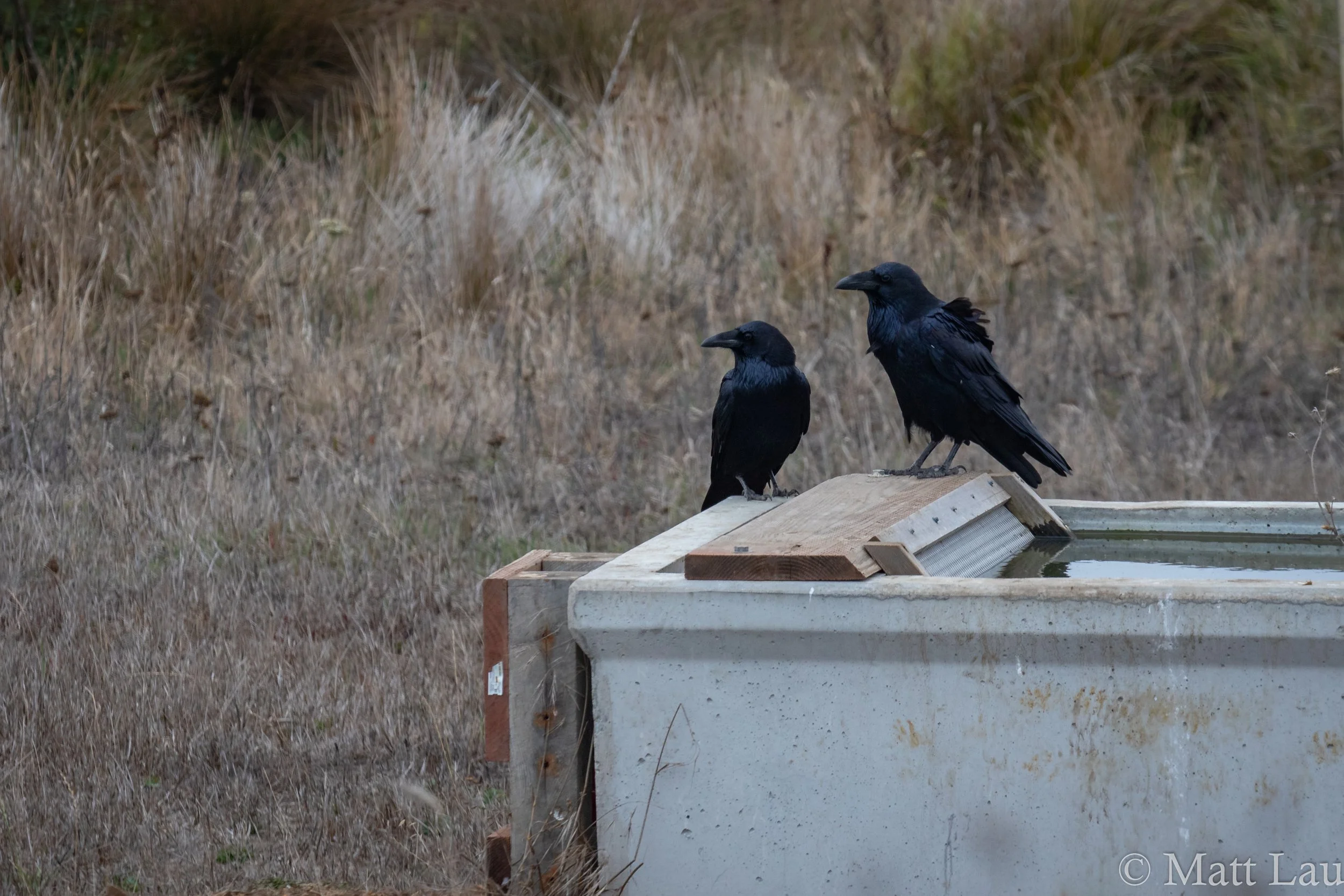 Raven water trough (1 of 1).jpg