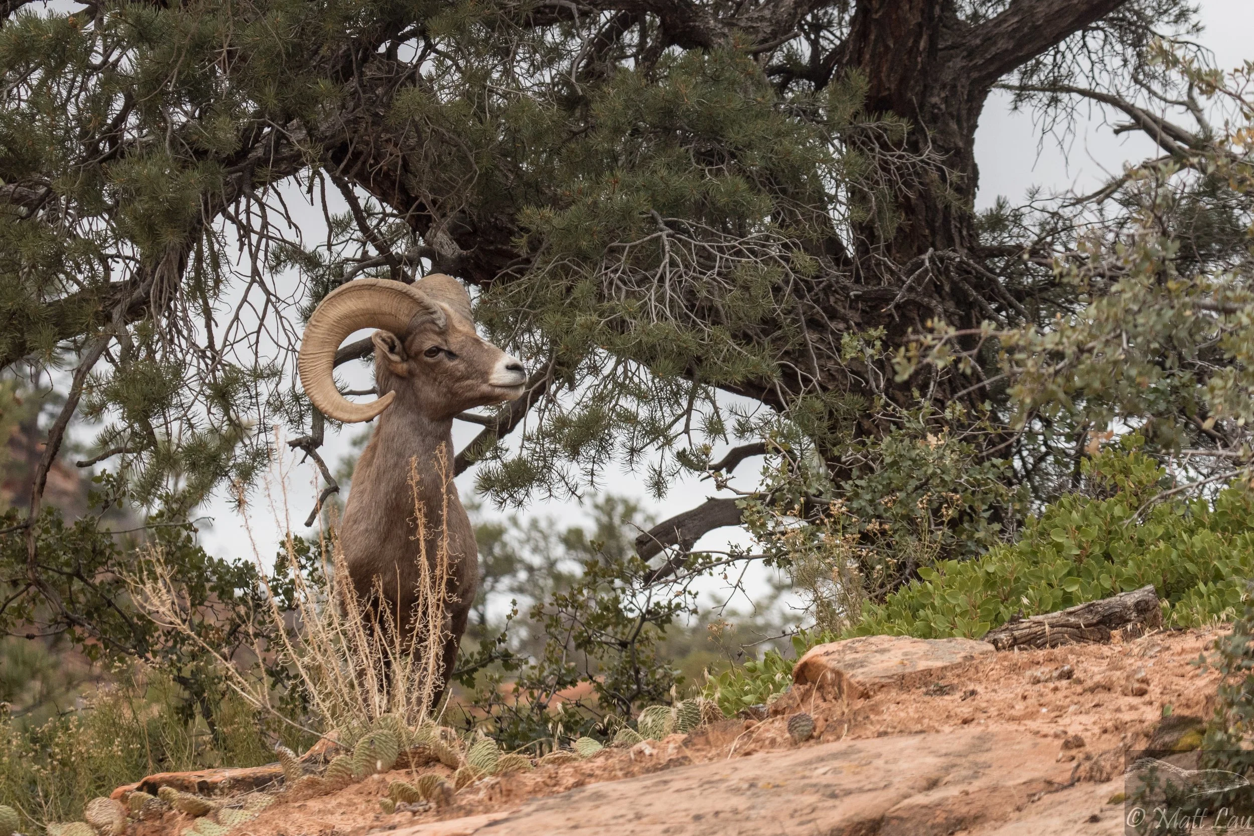 Bighorn ram.jpg