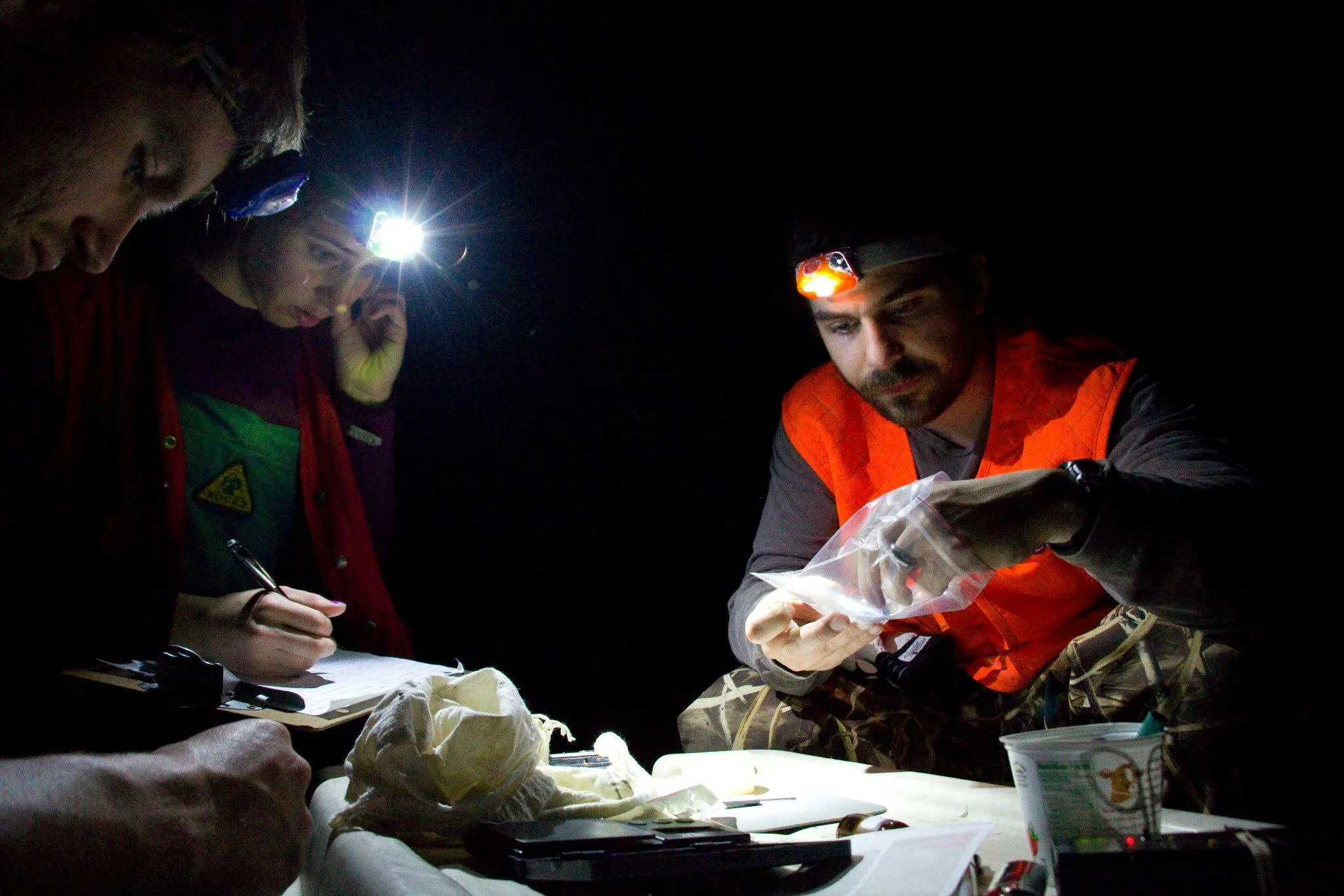 Bat data collection.jpg