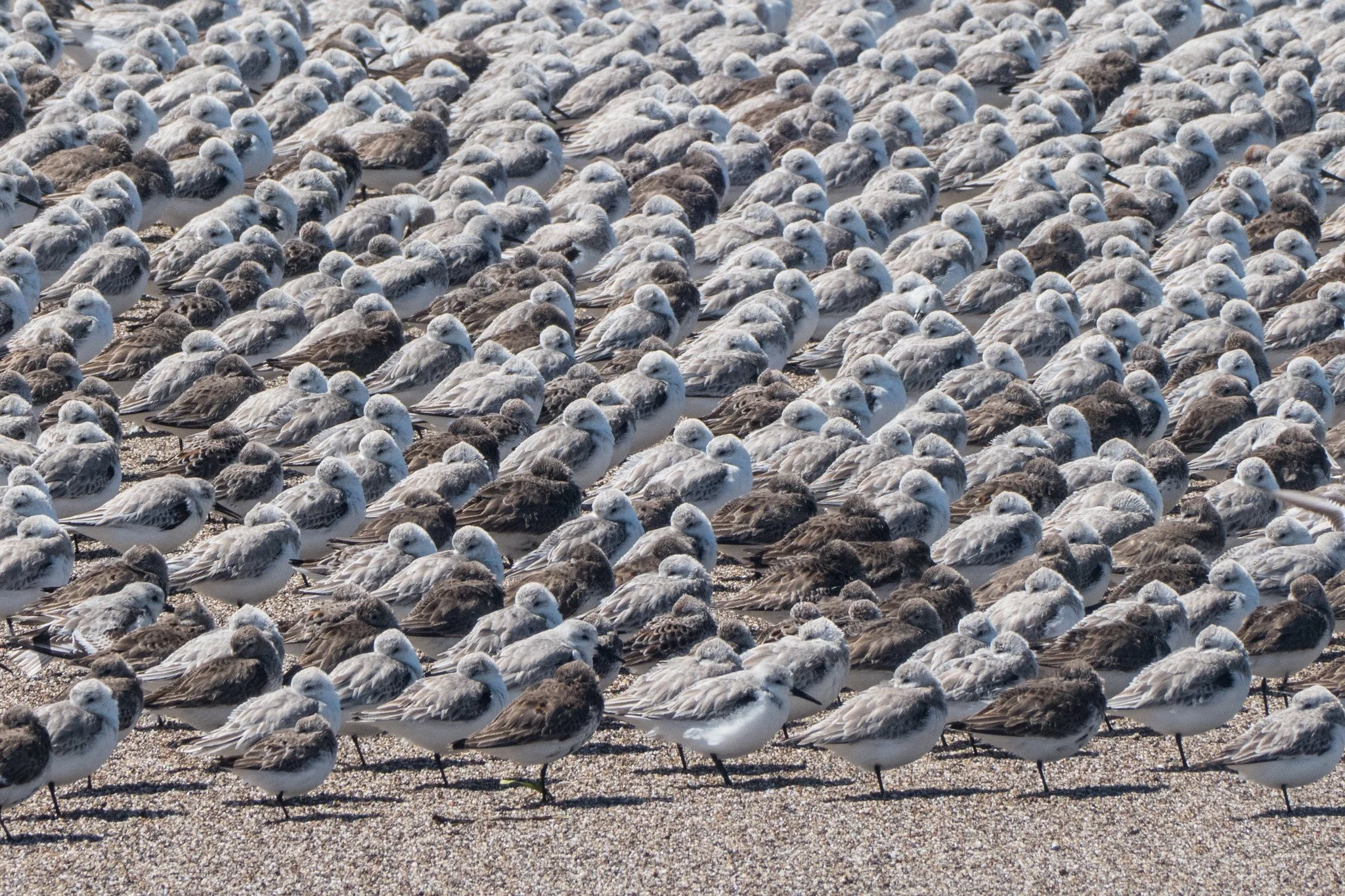 Peep flock - PRNS-X4.jpg