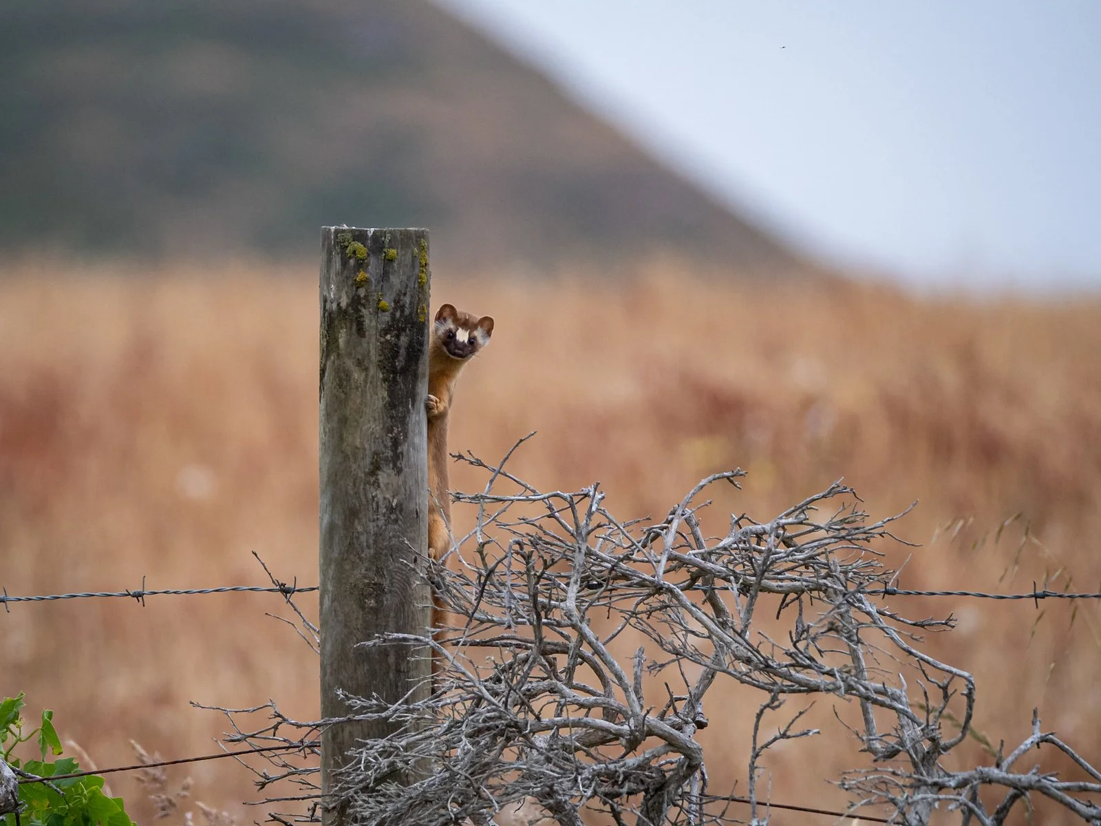 Long-tailed Weasel (1 of 1)-2-X3.jpg