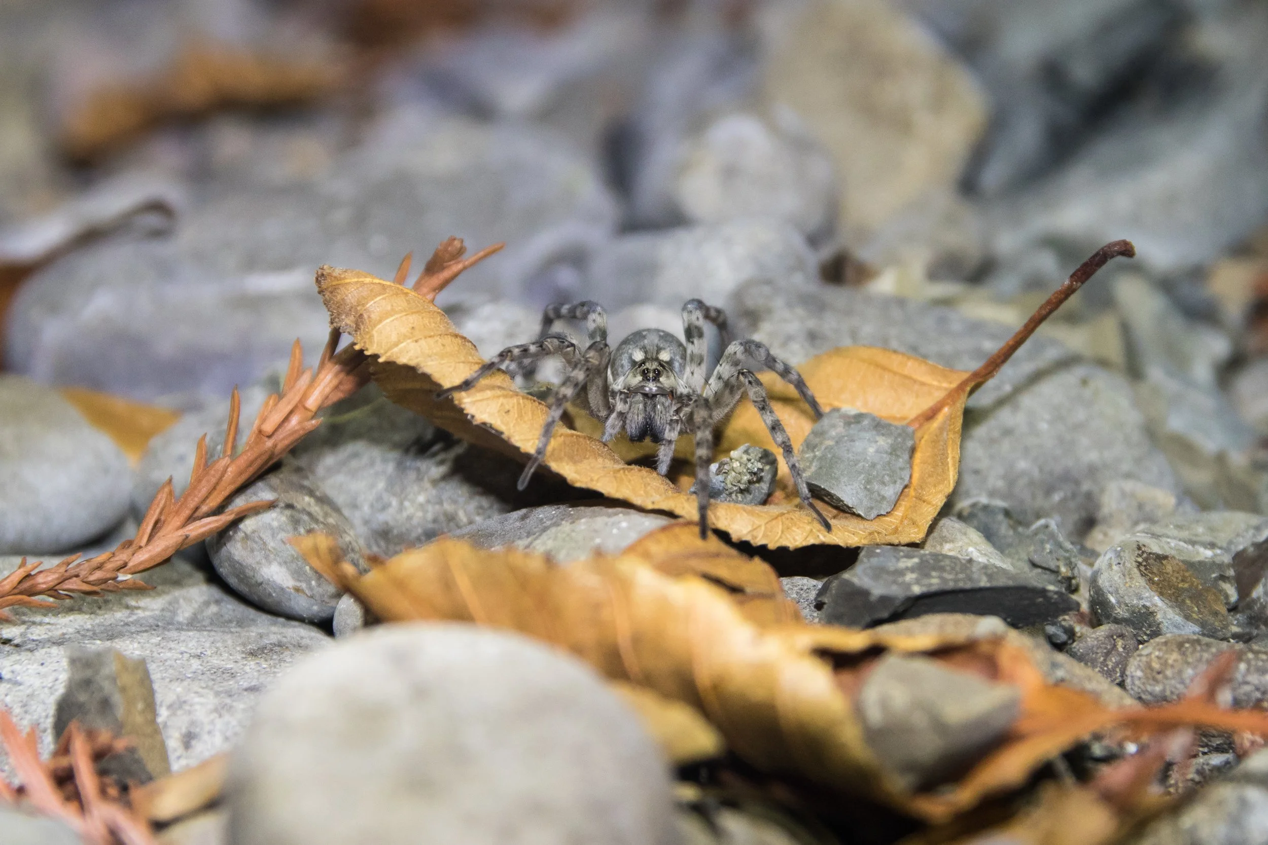 Redwood Spider.jpg