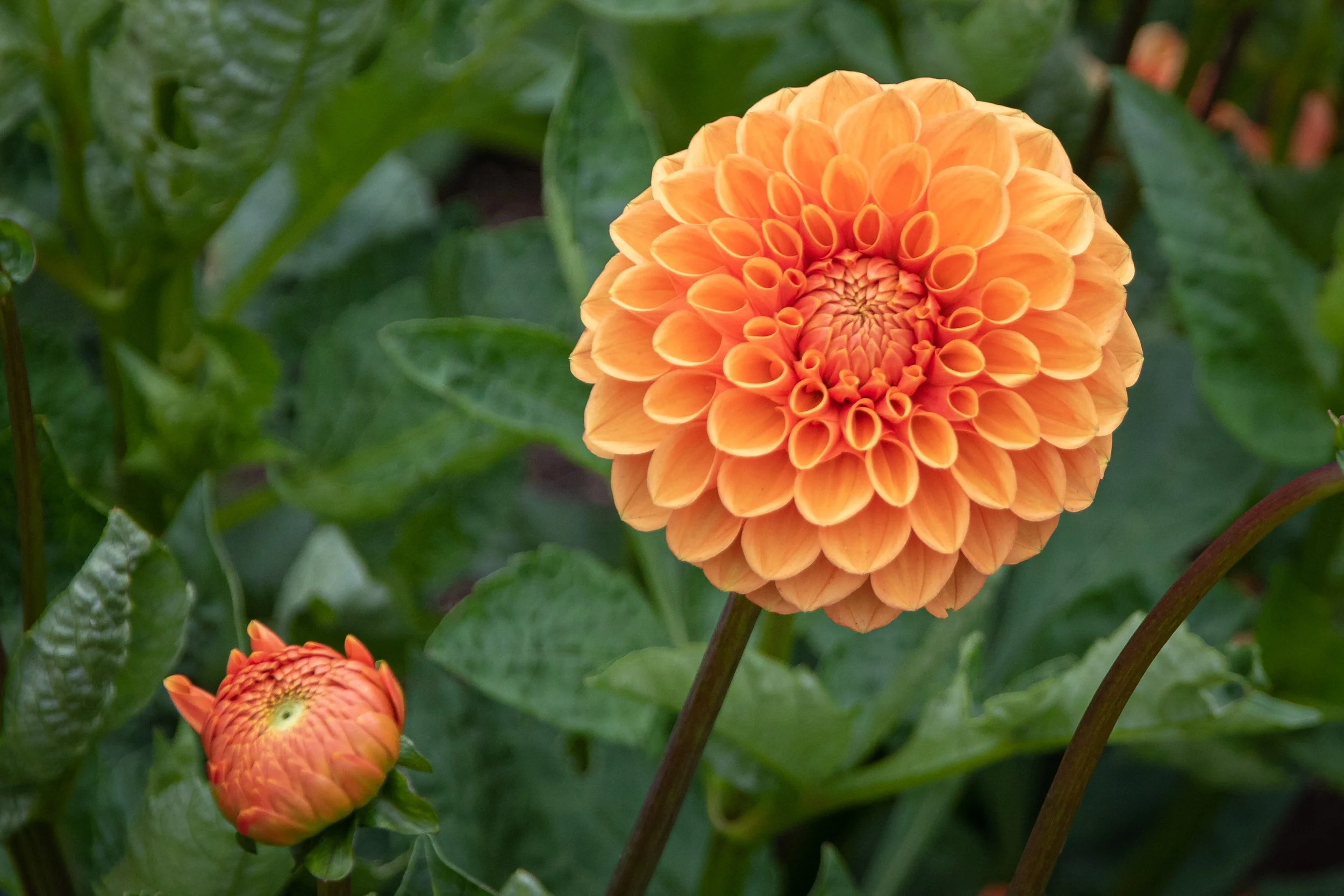 Dahlia (1 of 1)-2.jpg