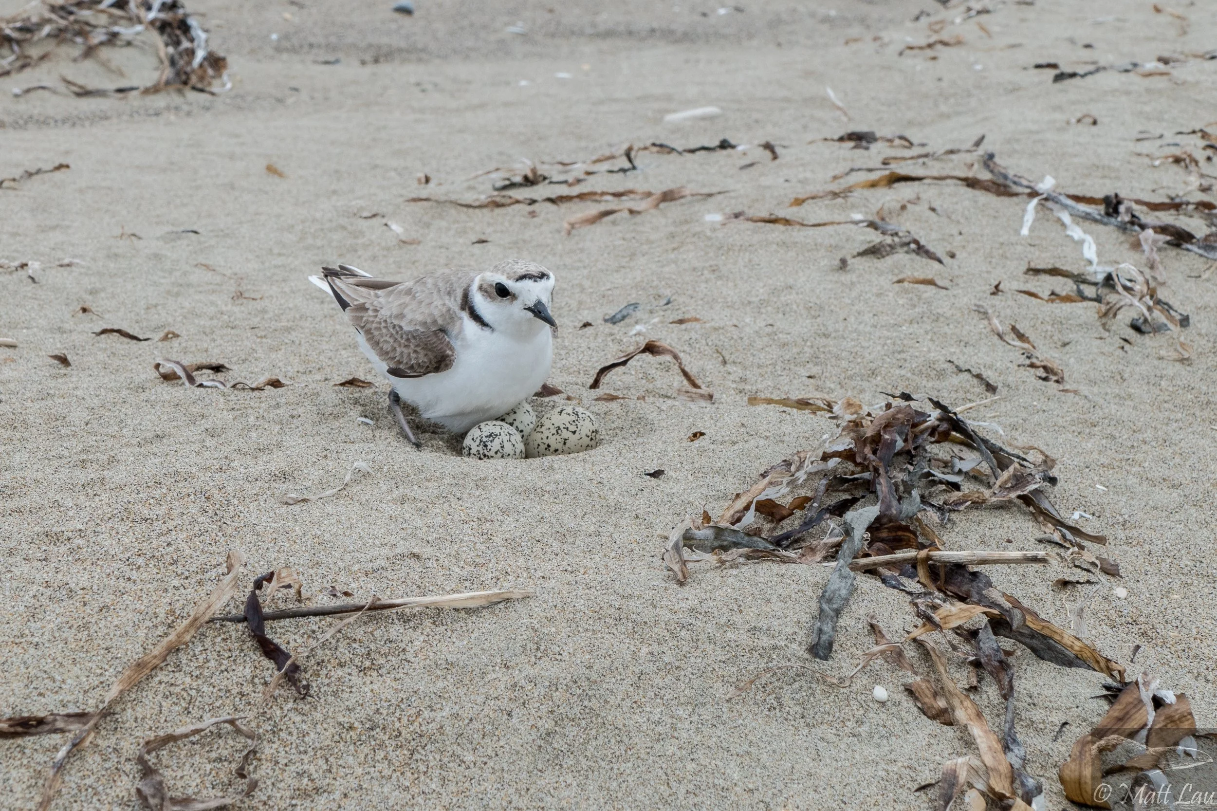 Incubating female - Limantour Beach.jpg