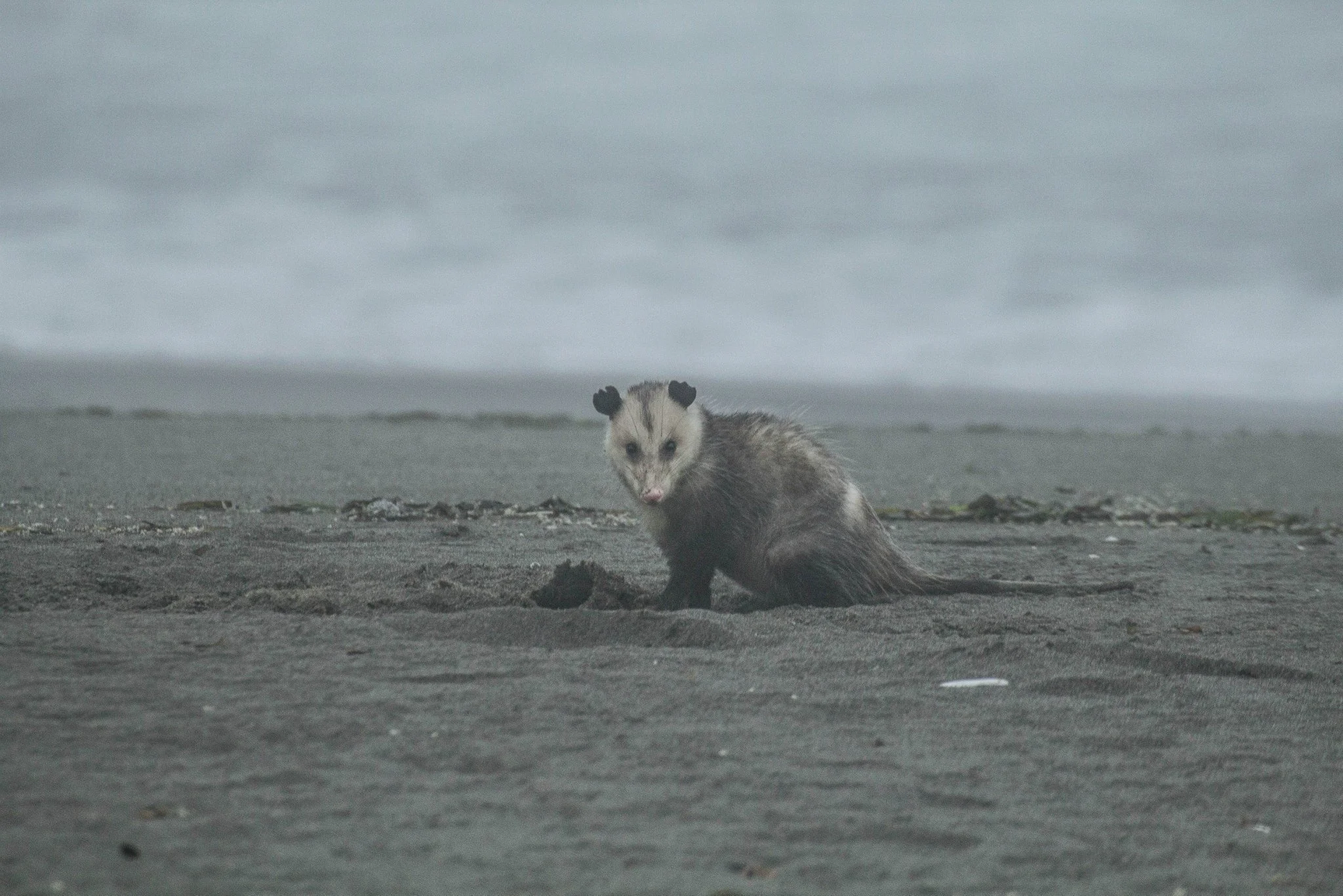 Virginia Oppossum.jpg