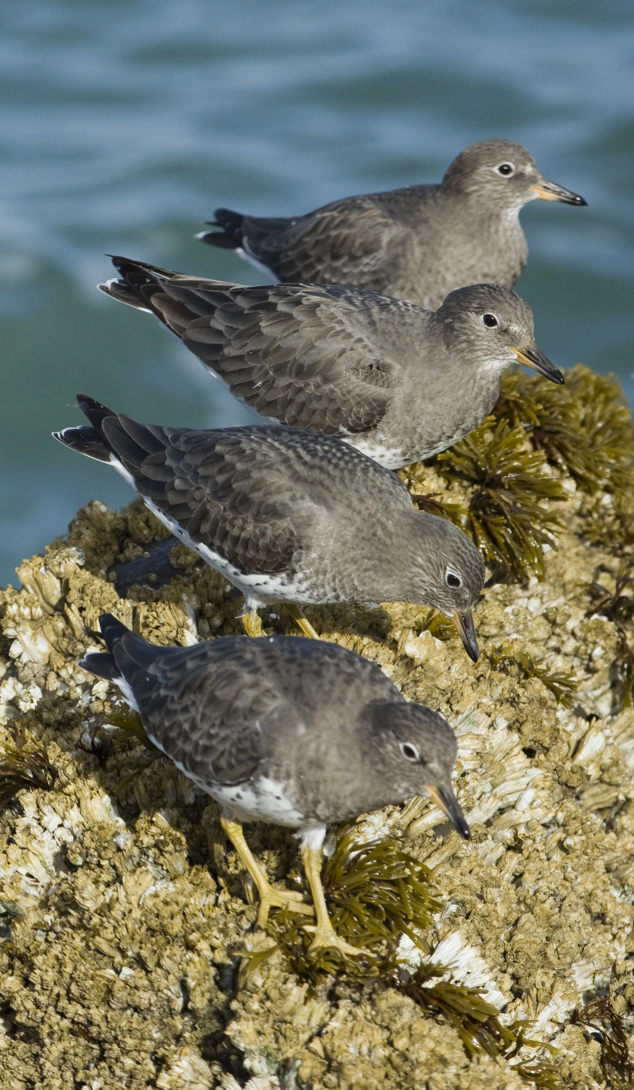 Surfbirds - Humboldt.jpg