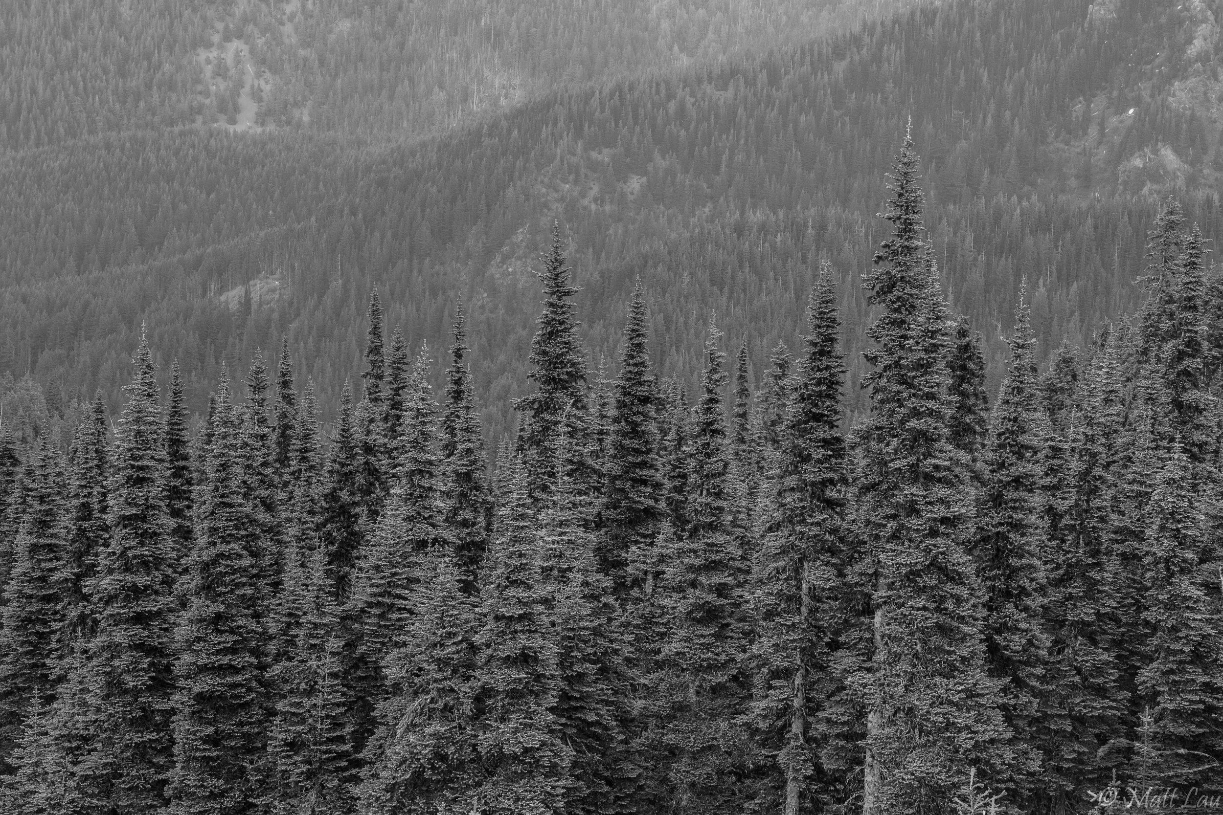 Fir trees BW.jpg