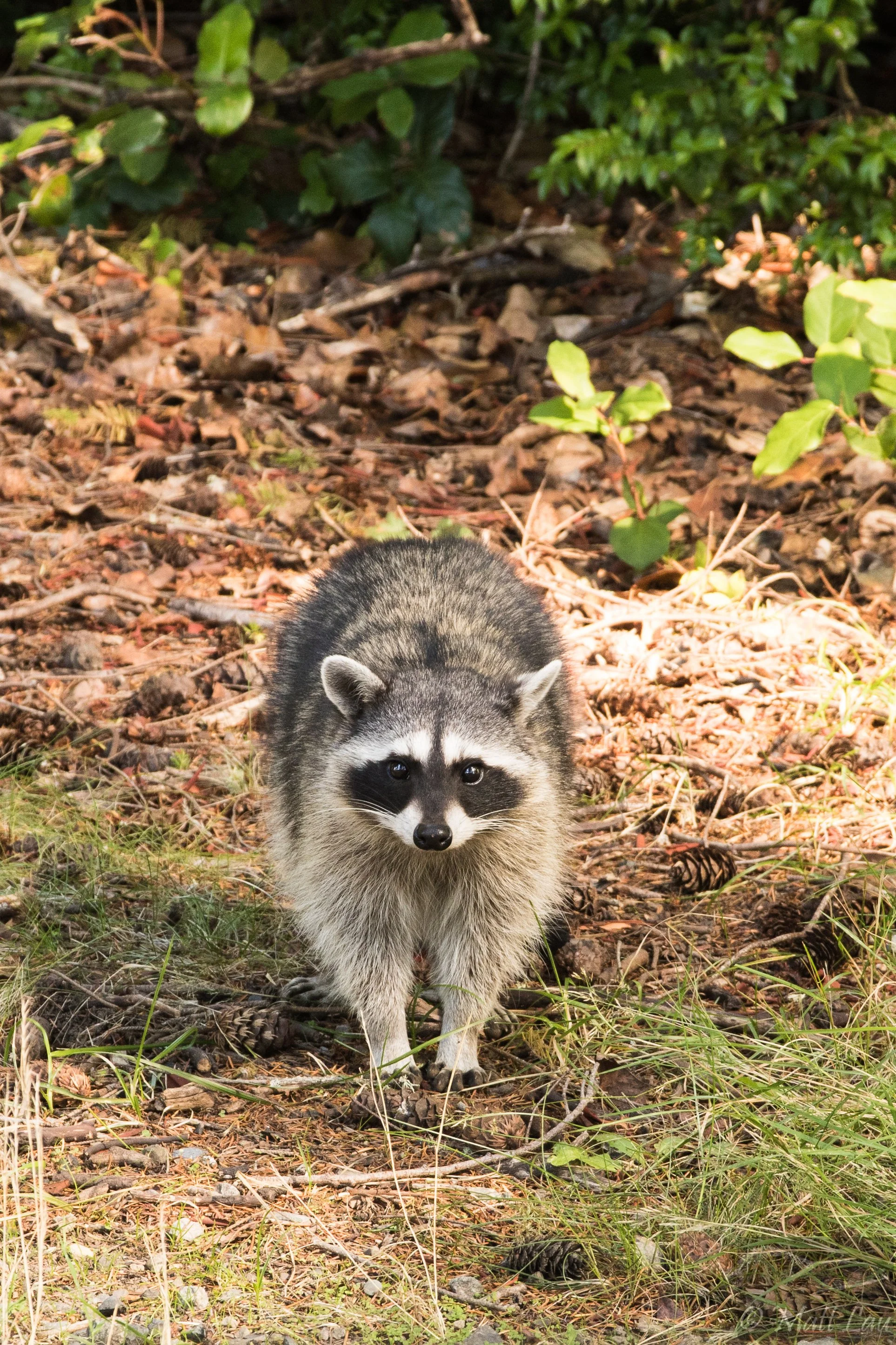 Point Defiance Raccoon.jpg