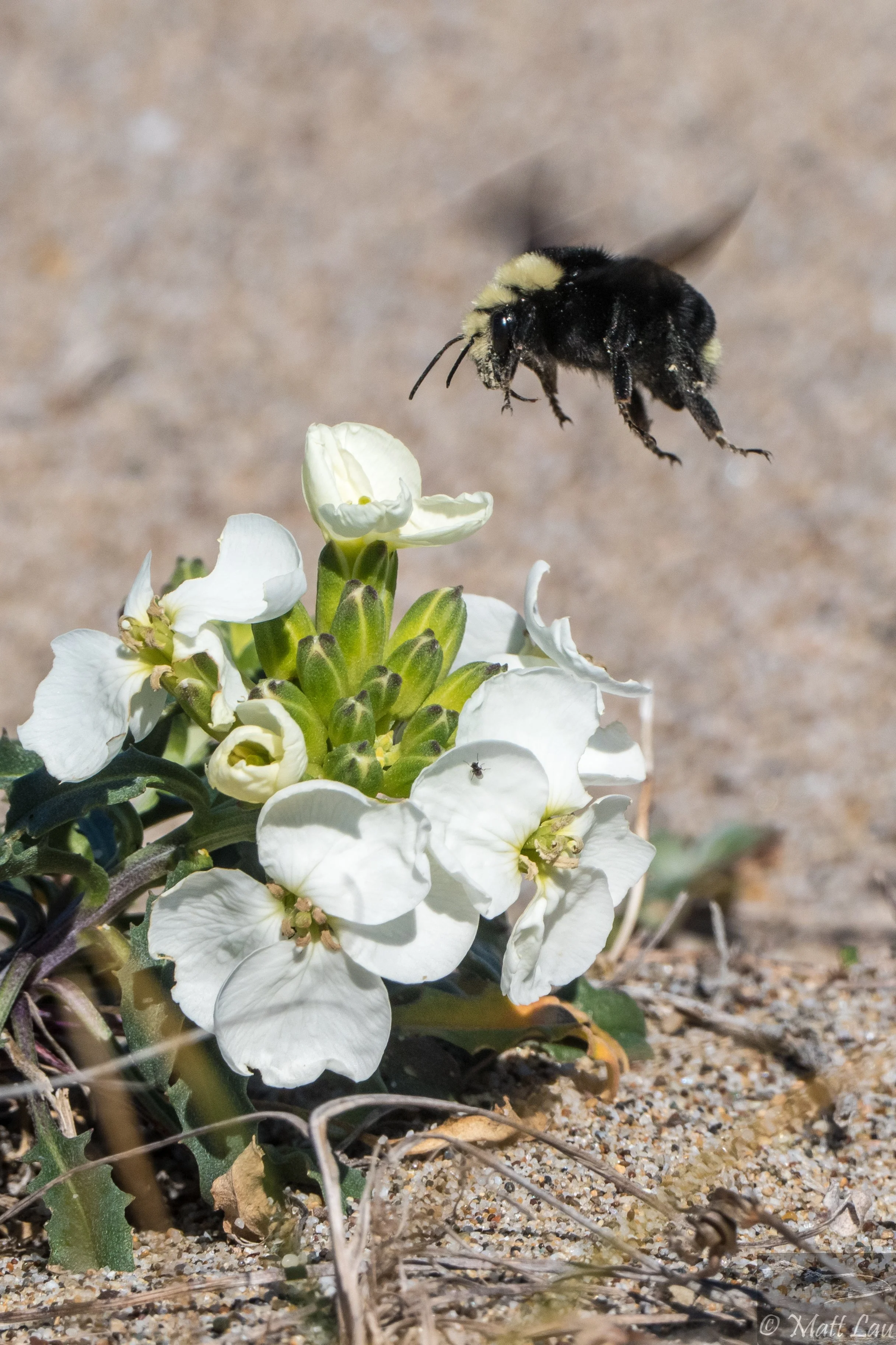 Bombus and wallflower.jpg