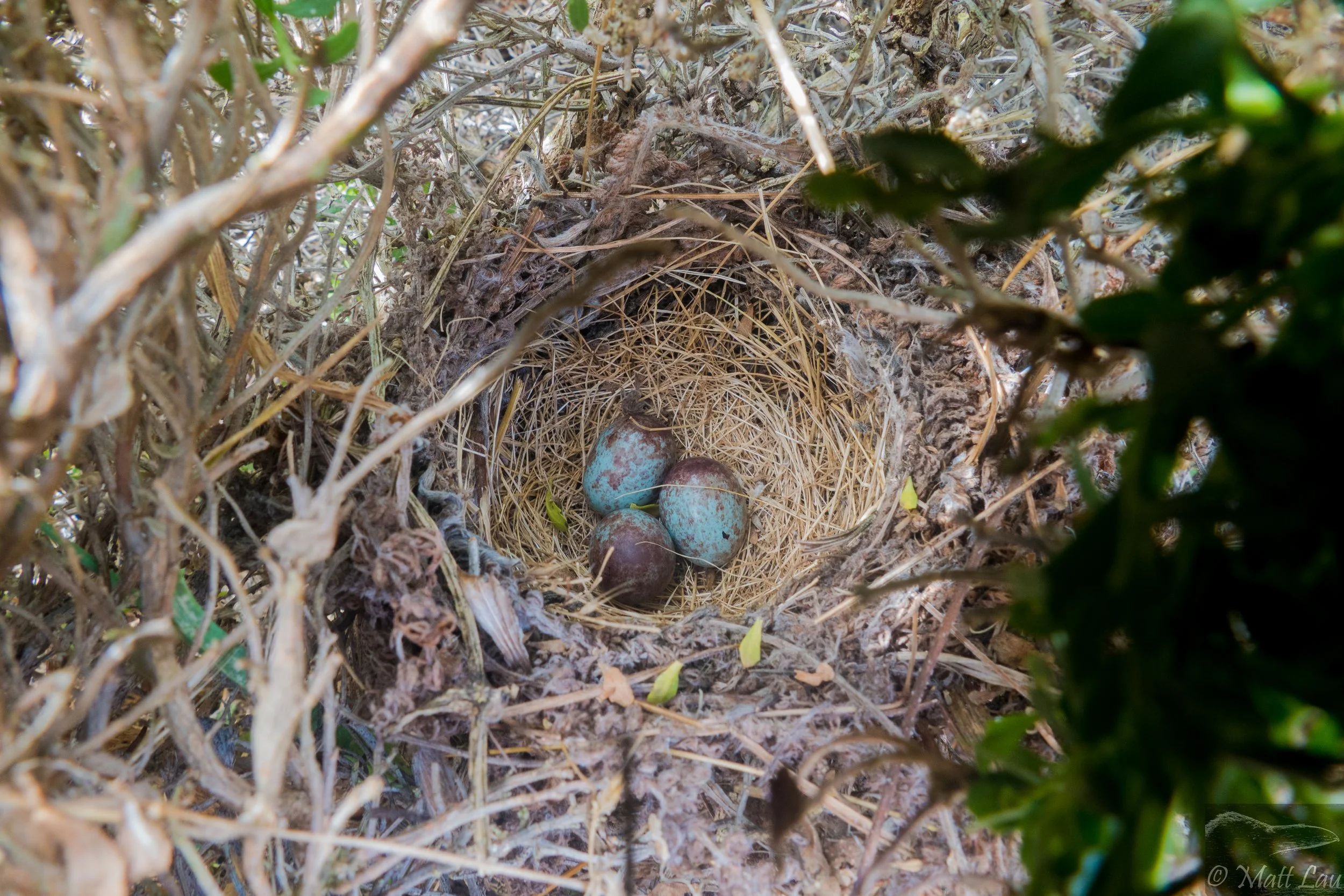 White-crowned sparrow nest - PRNS.jpg