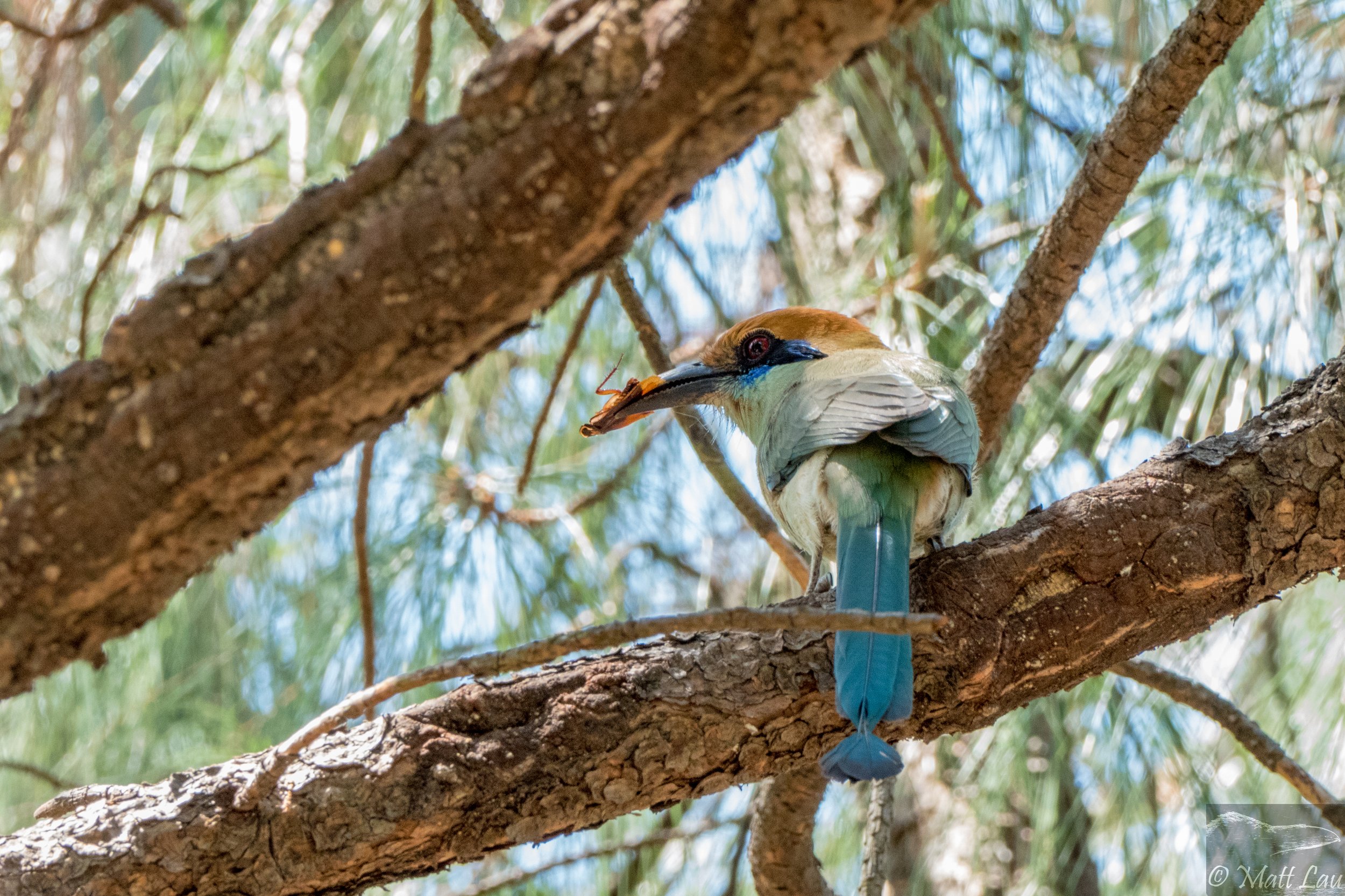 Russet-crowned Motmot - Mexico.jpg