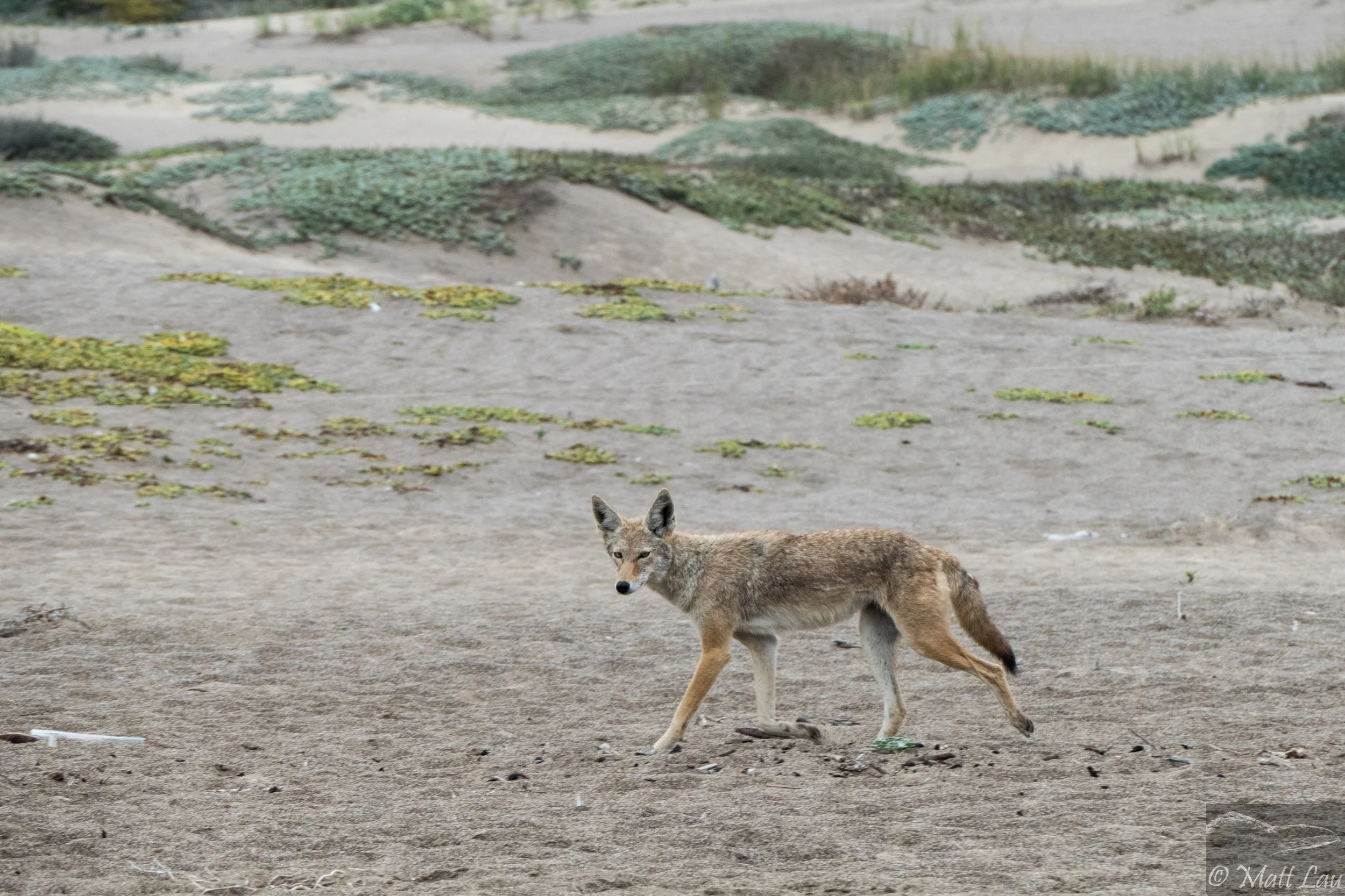 Beach coyote (1 of 1).jpg