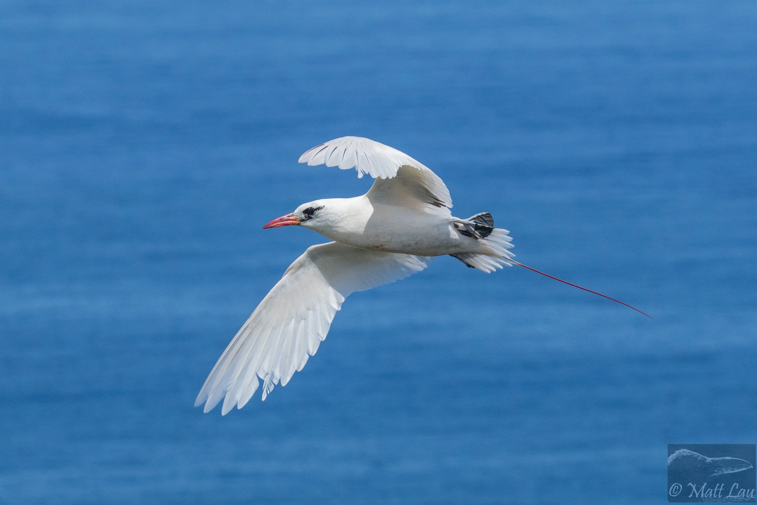 Red-footed Booby - Kauai.jpg