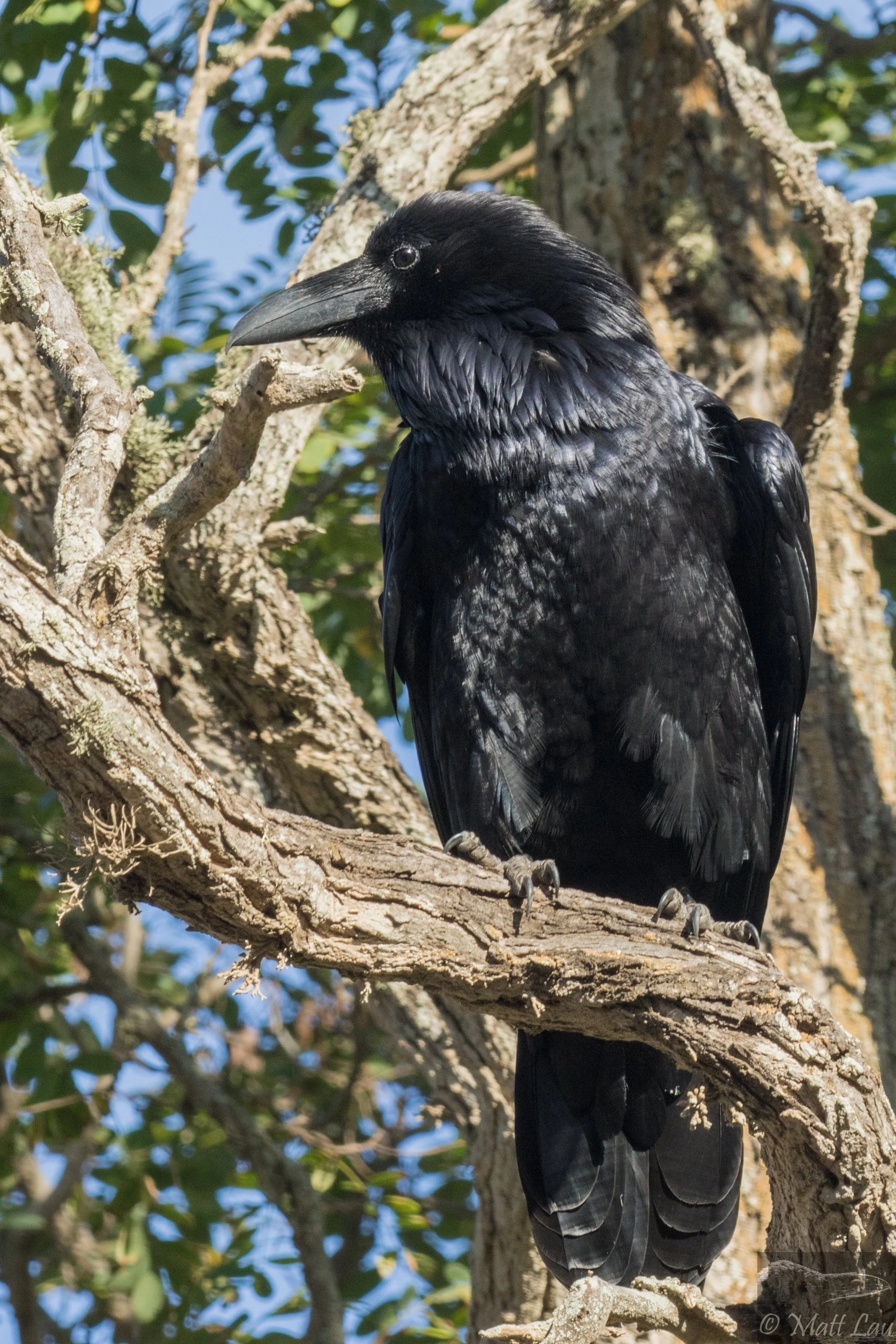 Island Common Raven (1 of 1).jpg