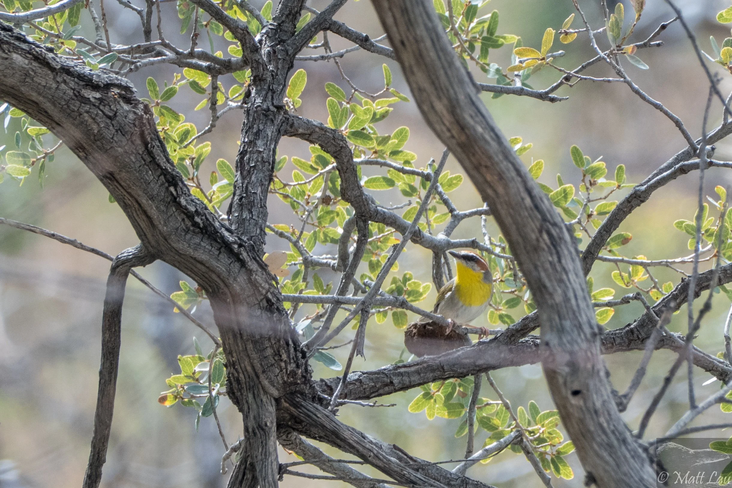Rufous-capped Warbler - Florida Canyon (1 of 1)-2.jpg