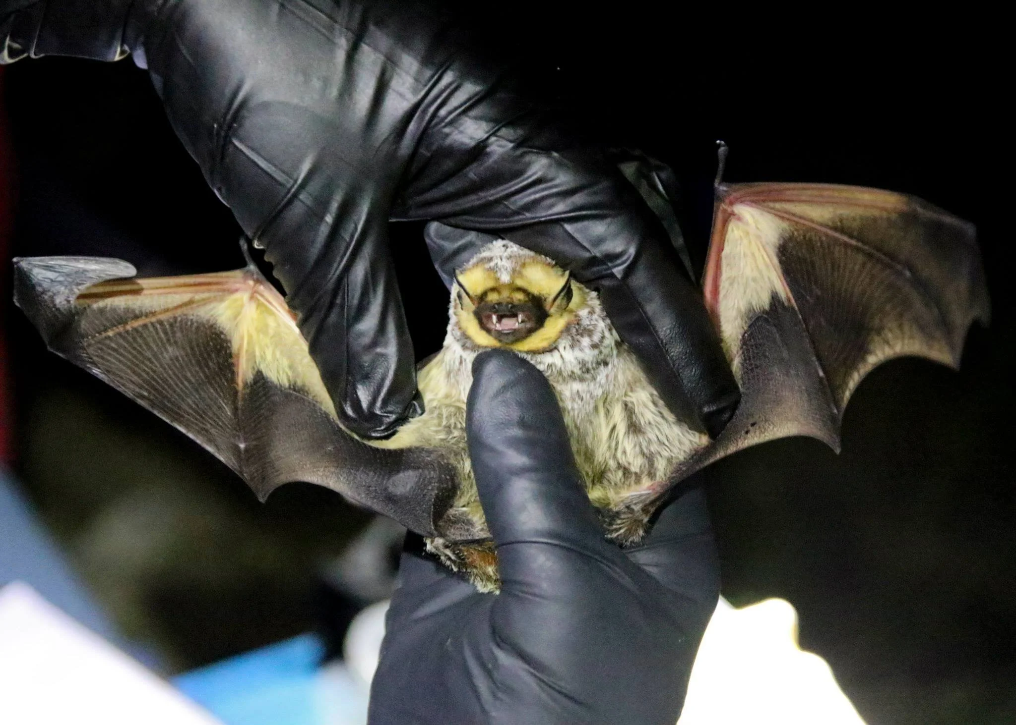 Hoary Bat.jpg