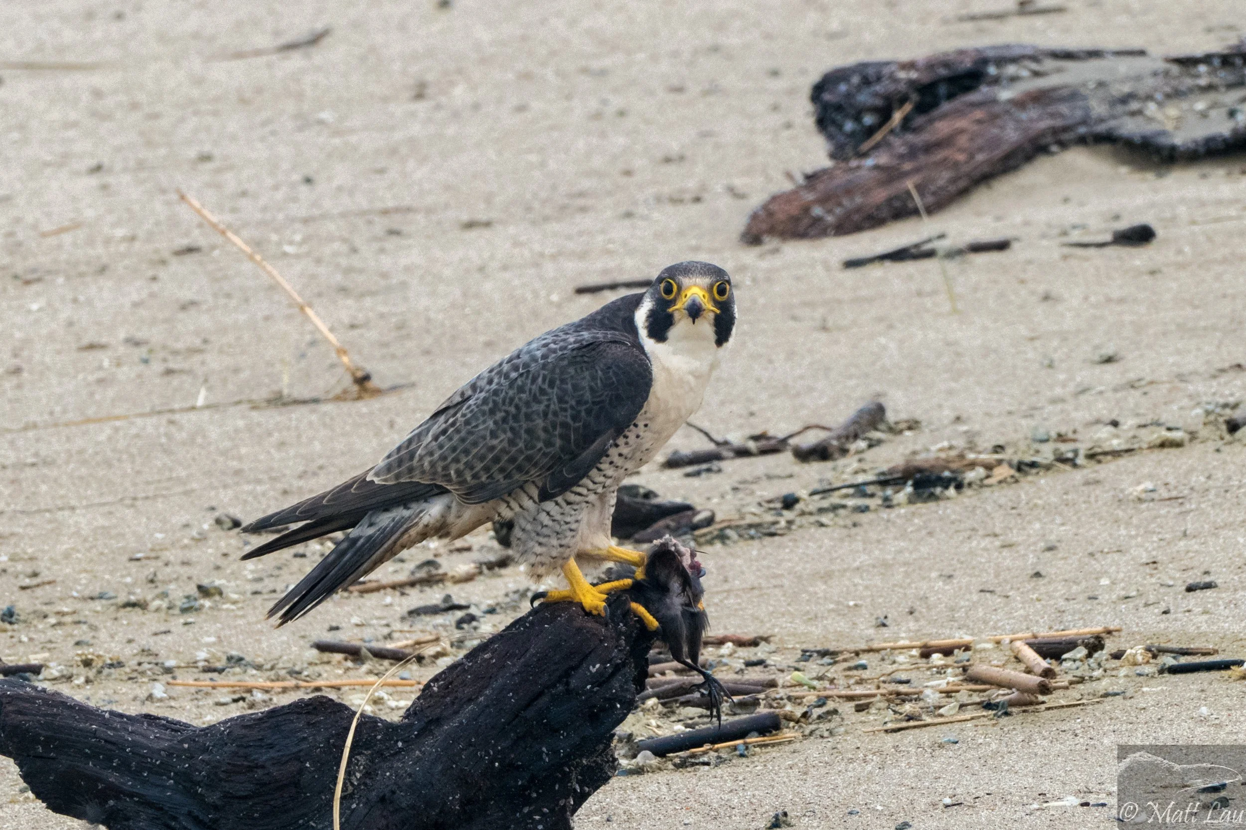 Peregrine Falcon - Kehoe Beach.jpg