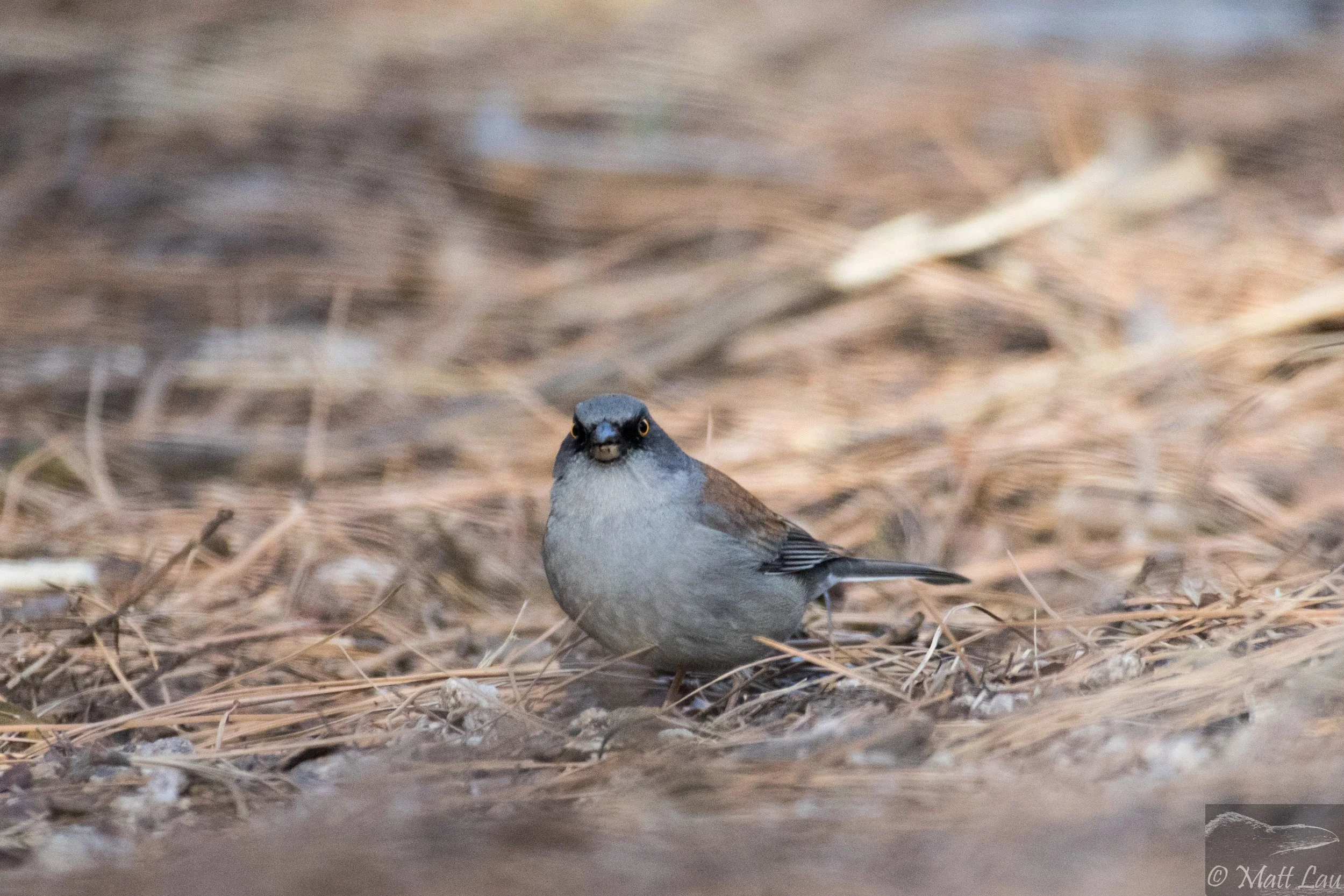Yellow-eyed junco - Arizona.jpg