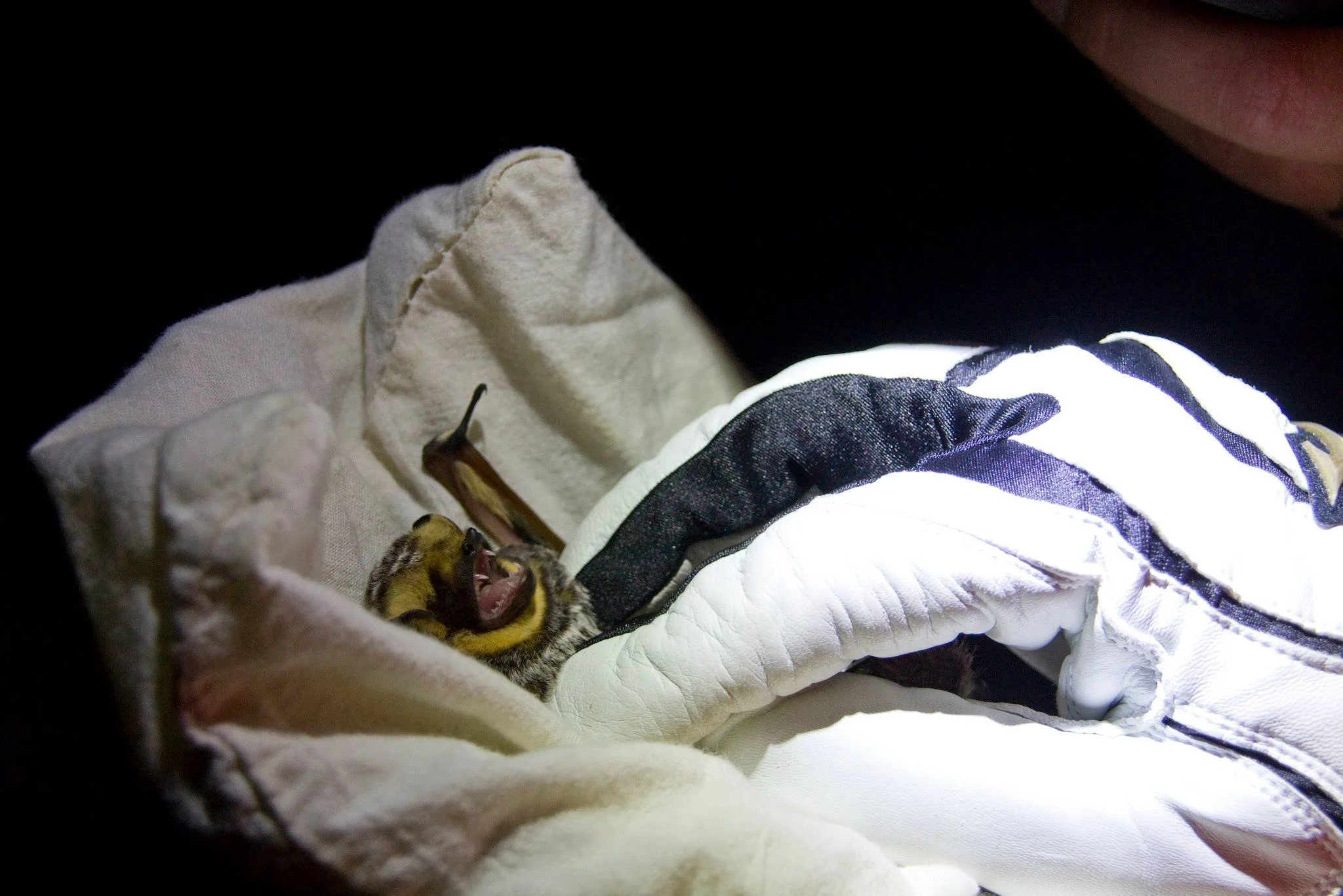 Bat processing.jpg