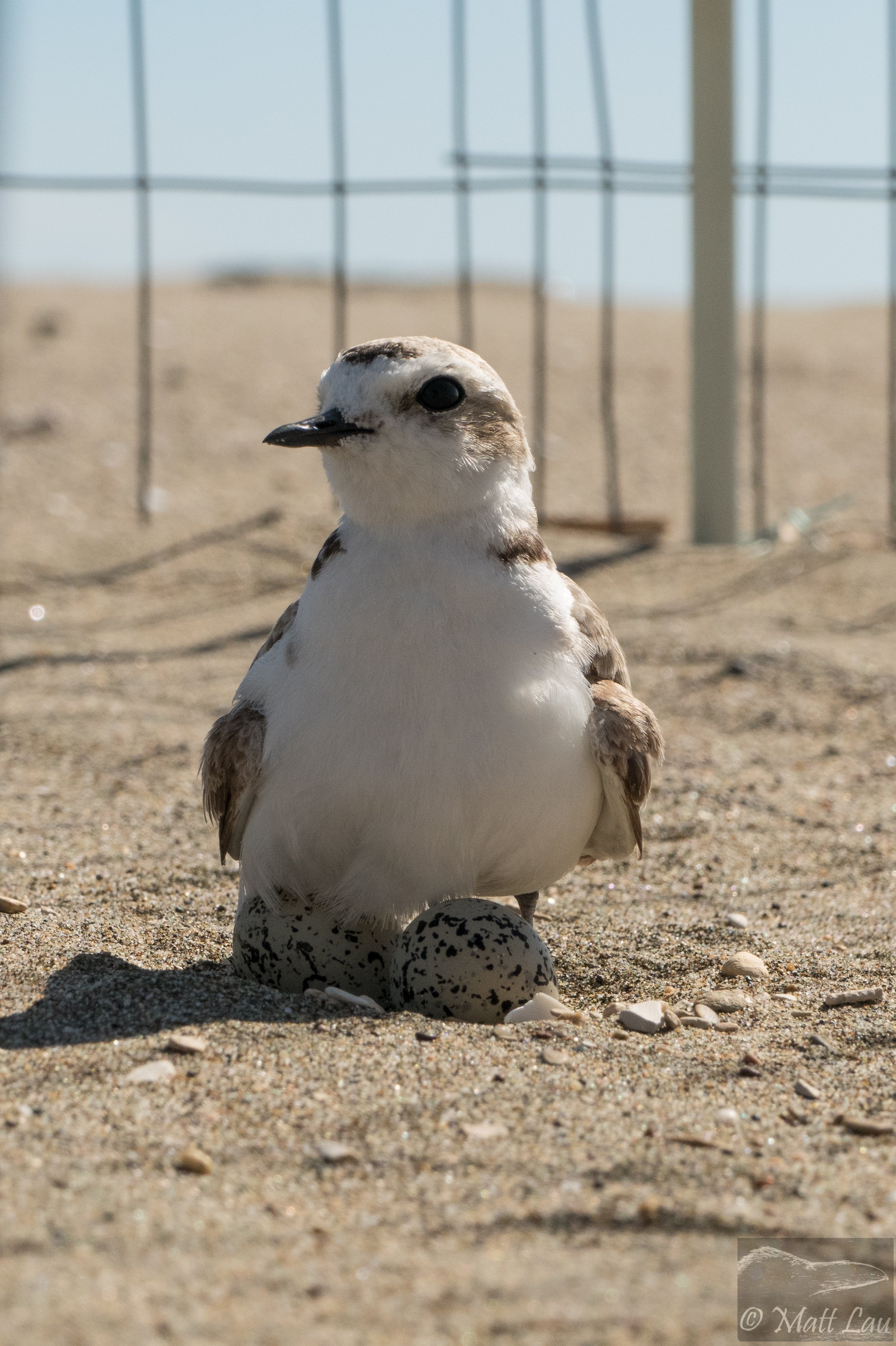 Incubating mother - PRNS.jpg