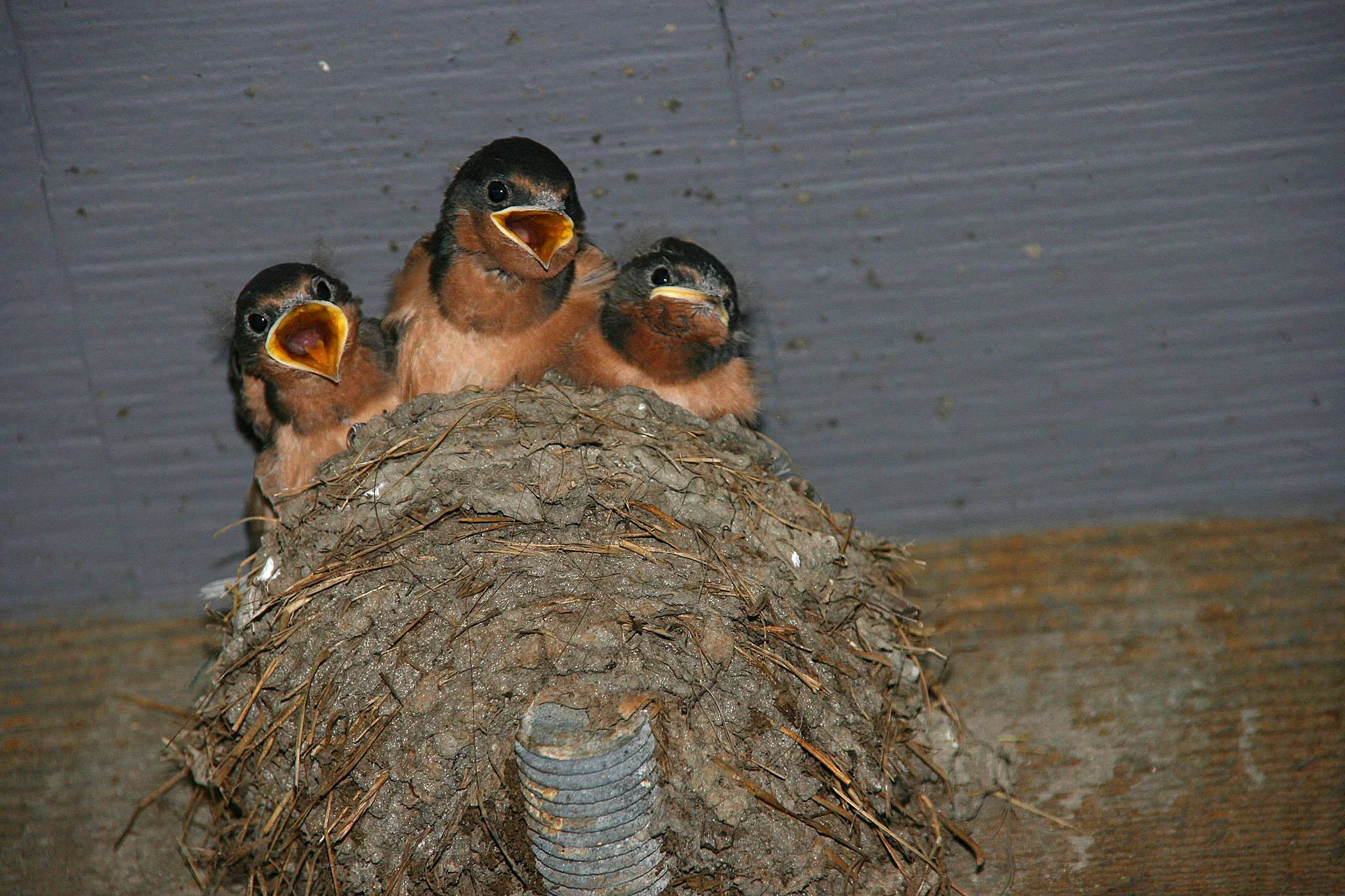 Barn Swallow - Redwood NP.jpg