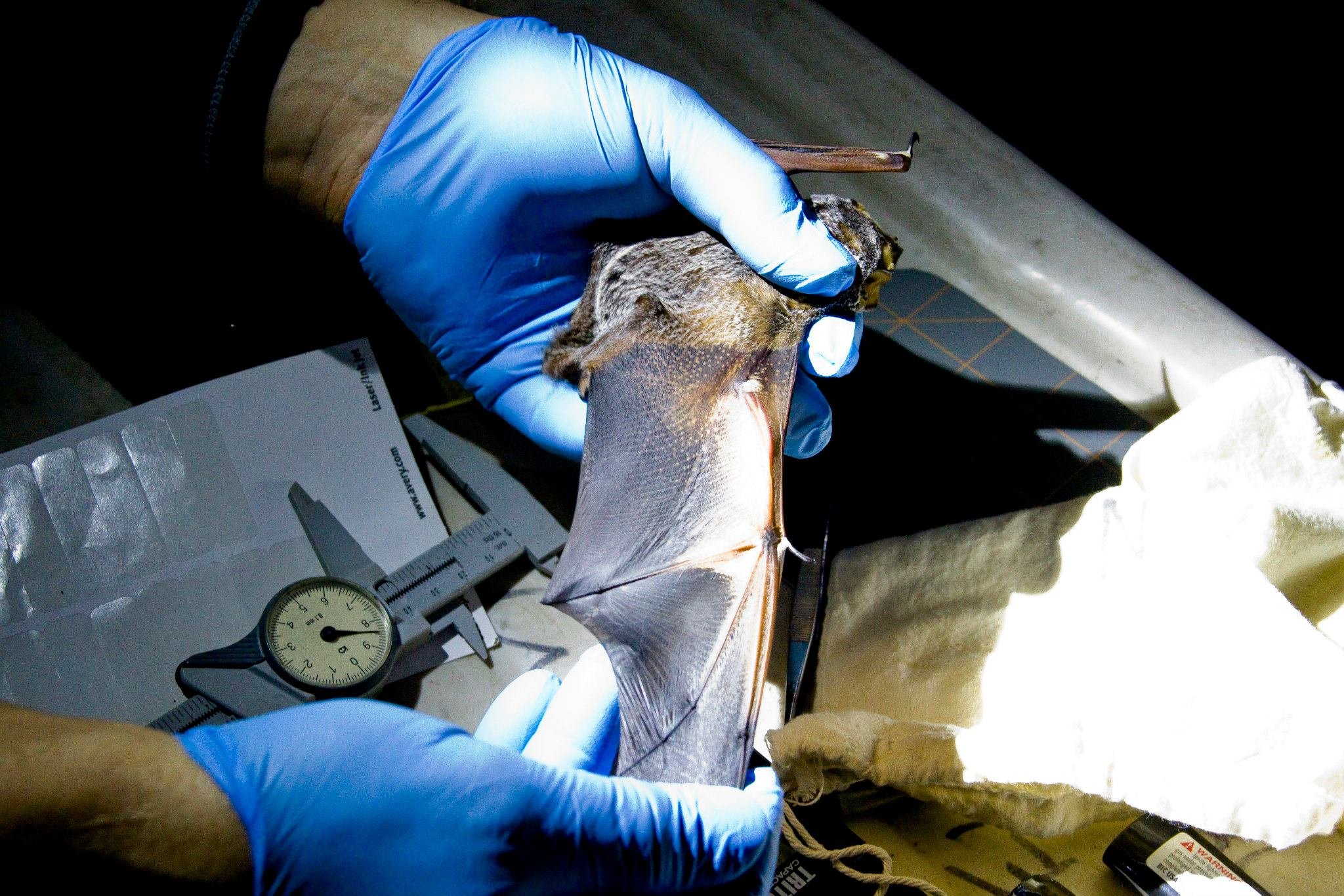 Checking bat wings.jpg